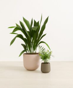 Evergreen Ease