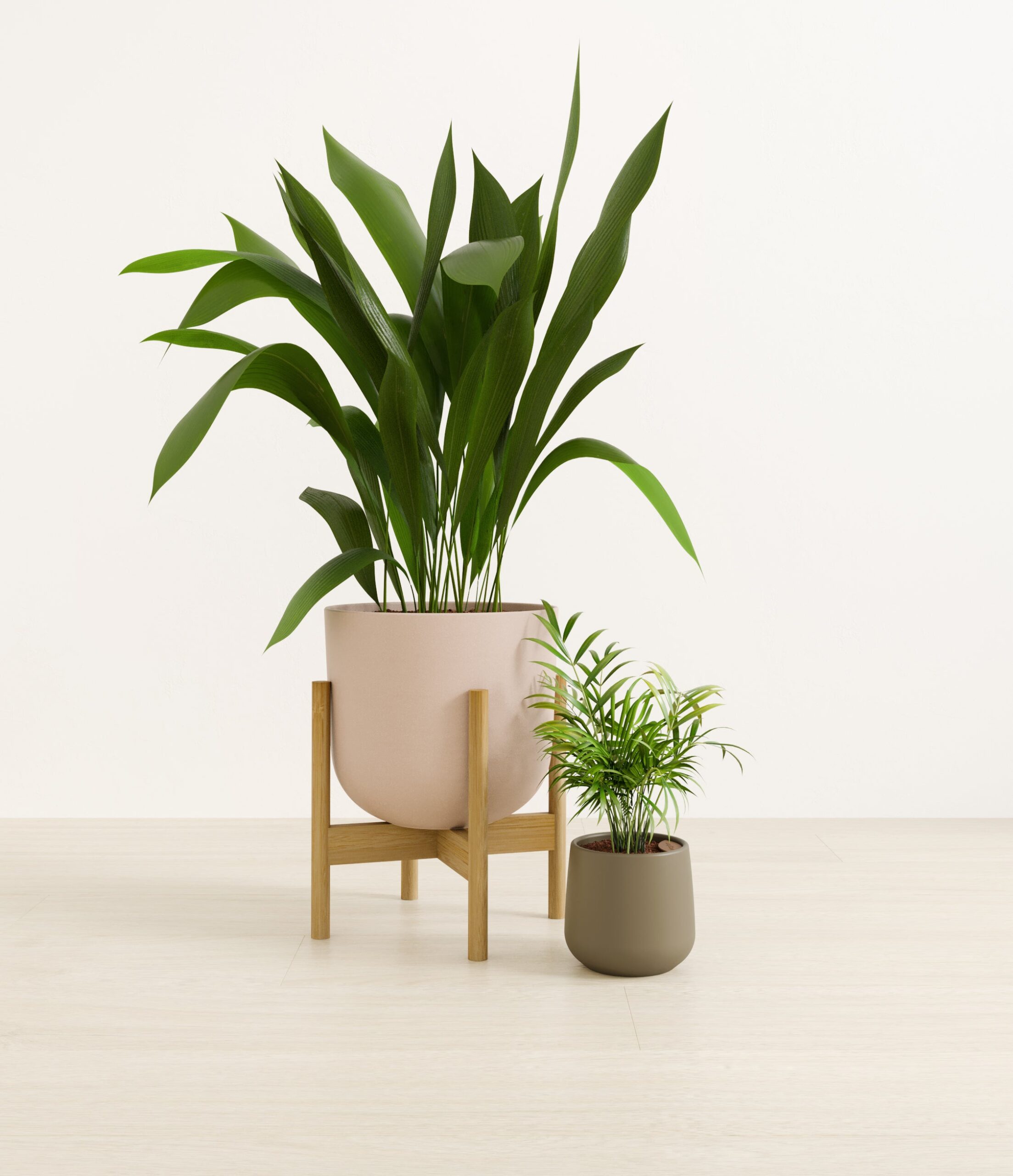 2_low_light_pet_friendly_studio_olive_branch_stand.jpg