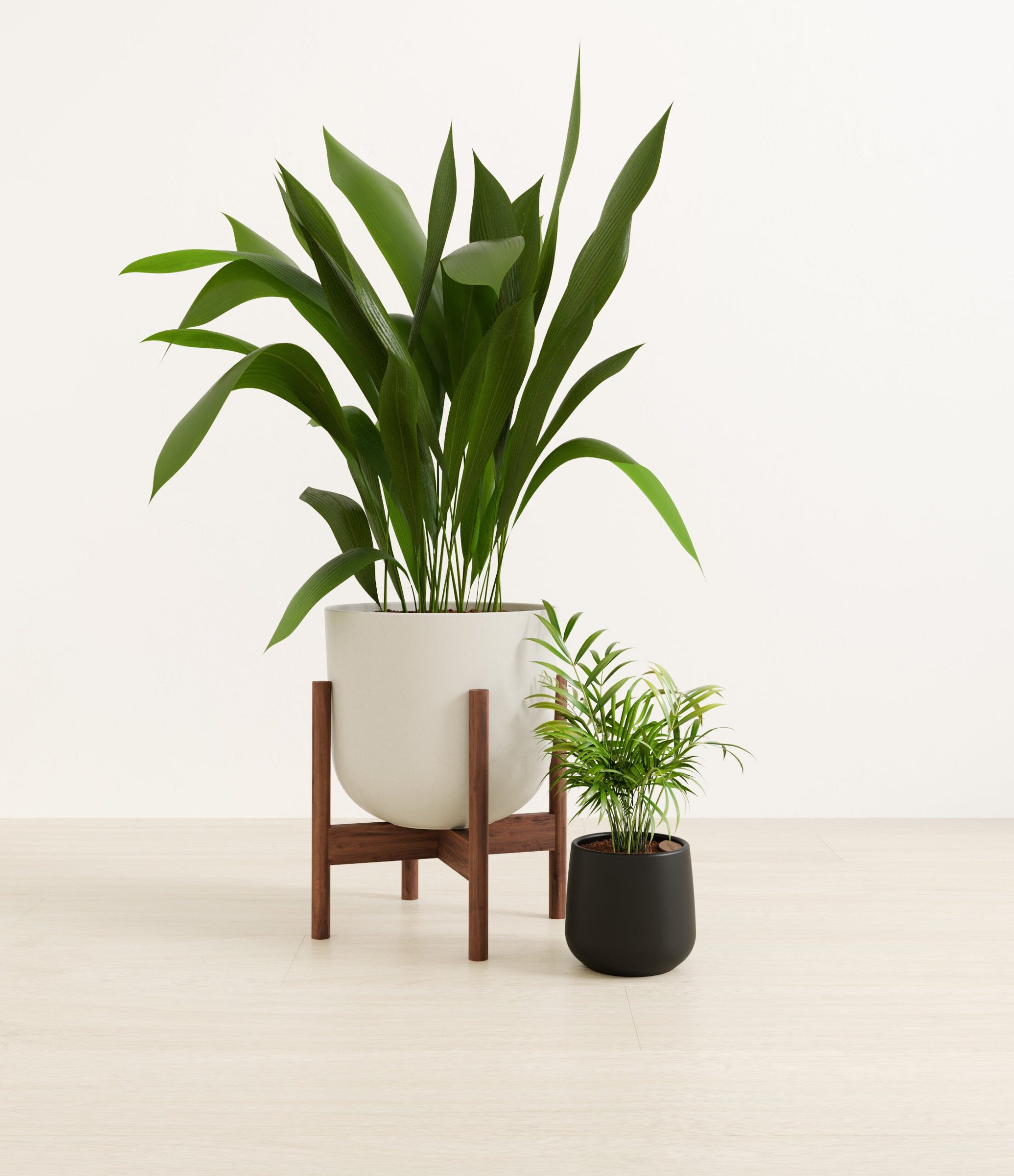 2_low_light_pet_friendly_studio_orca_stand.jpg