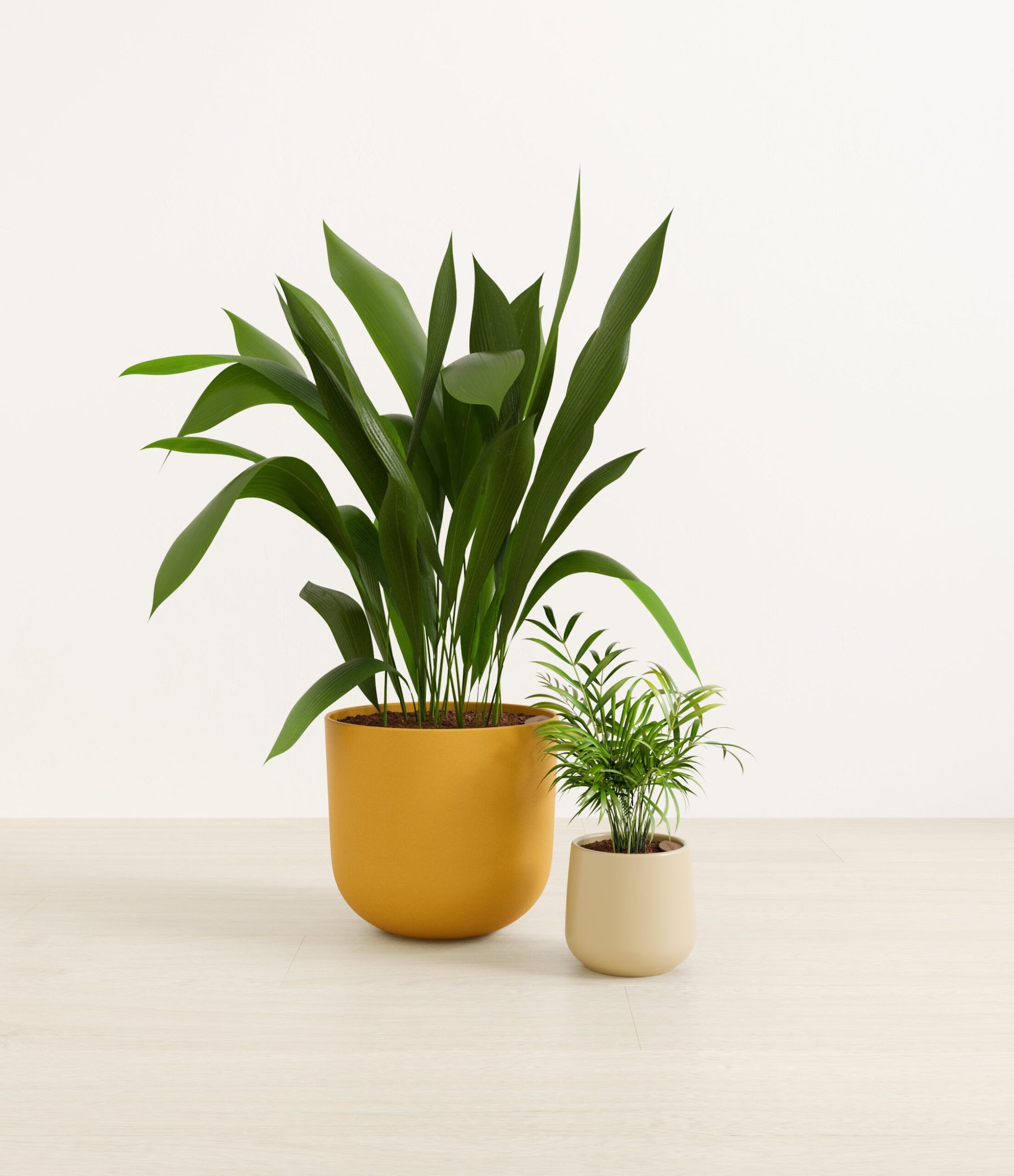 2_low_light_pet_friendly_studio_tiger_lily.jpg