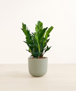 ZZ Plant - Large Agatha