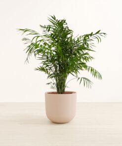 Parlor Palm - Large Agatha