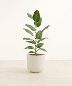 Ficus Audrey - Large Agatha