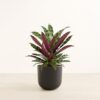 Rattlesnake Calathea - Large Agatha