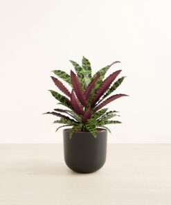 Rattlesnake Calathea - Large Agatha