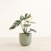 Monstera Thai - Large Agatha