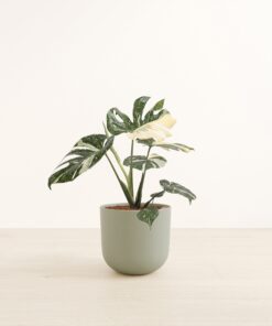 Monstera Thai - Large Agatha