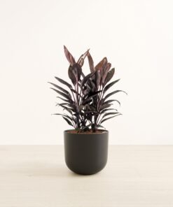Cordyline - Large Agatha