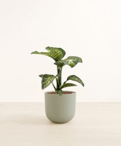 Dieffenbachia - Large Agatha