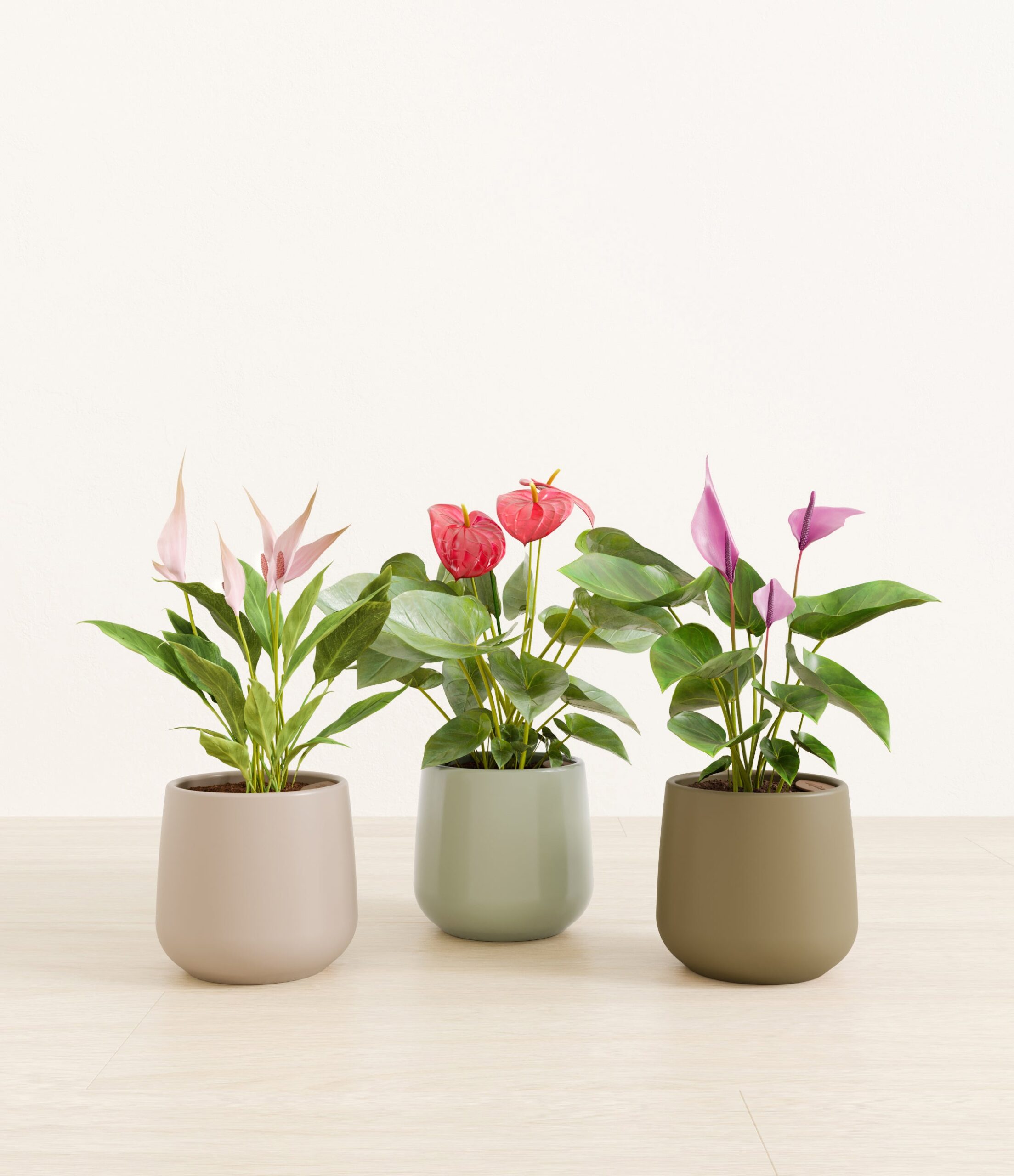 3_flowering_plants_studio_earthy.jpg
