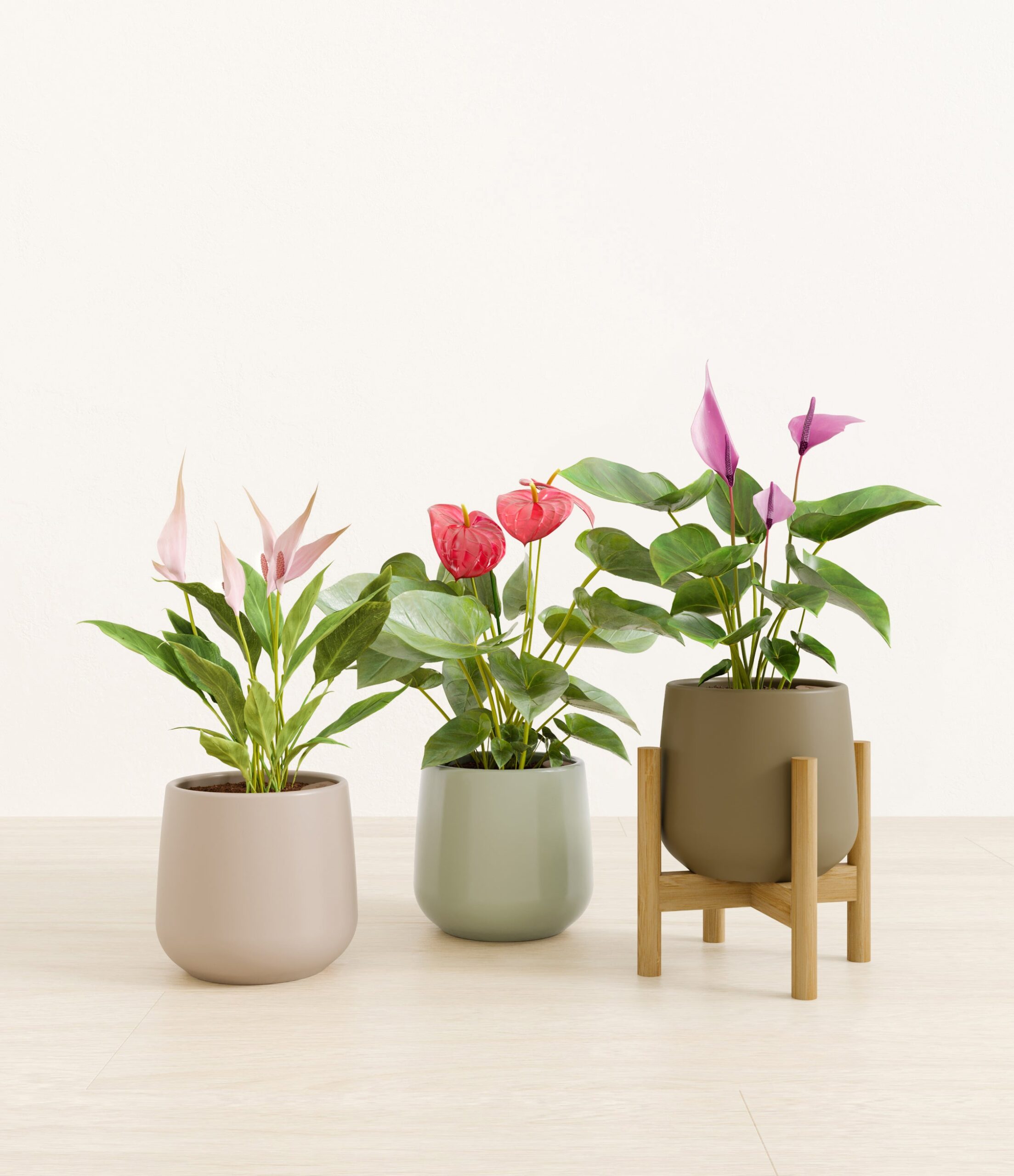3_flowering_plants_studio_earthy_stand.jpg