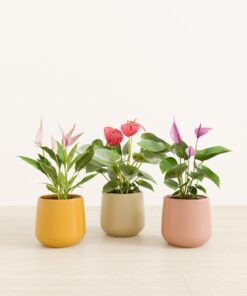 Blooming Trifecta