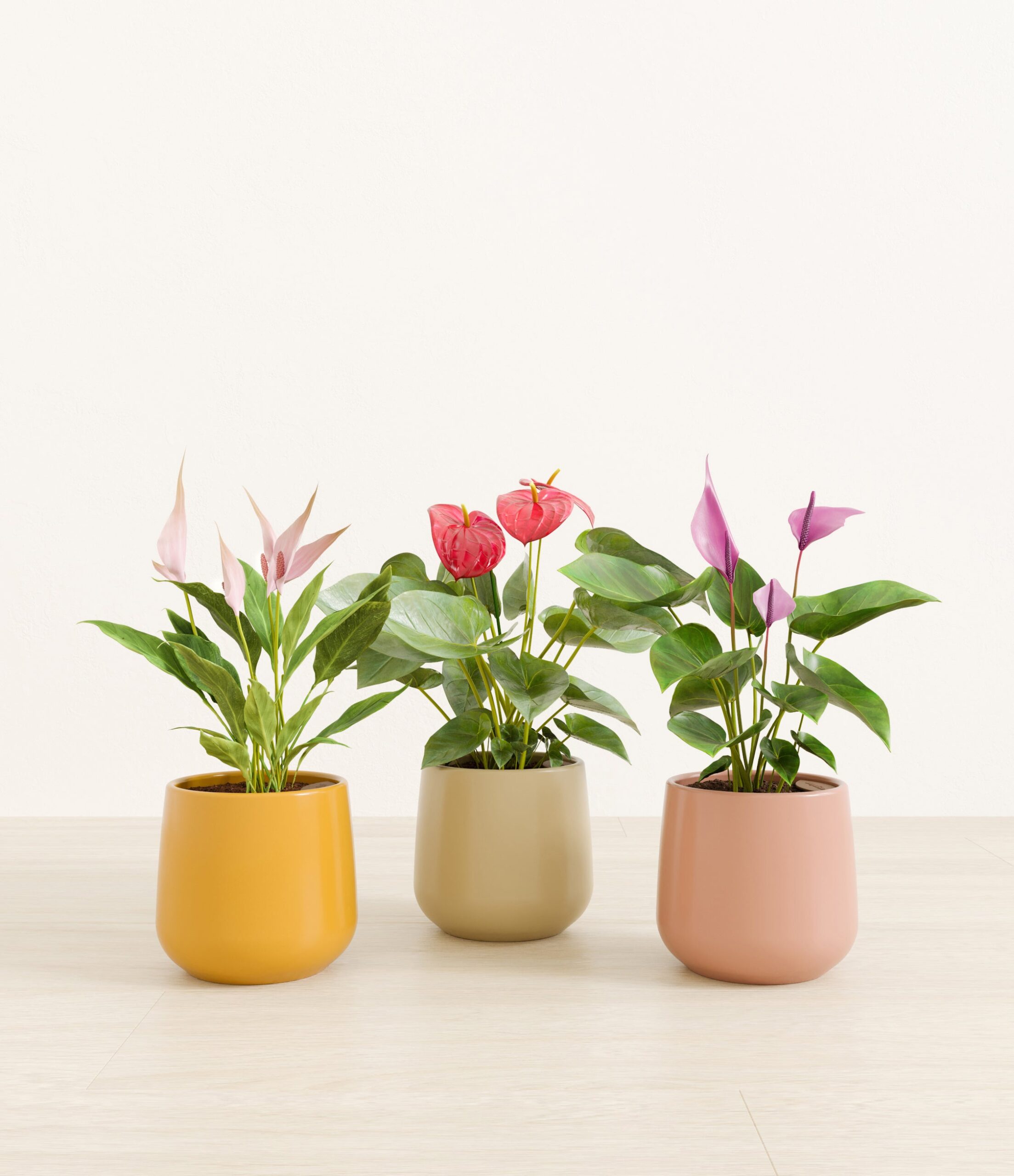 3_flowering_plants_studio_evening_sky.jpg