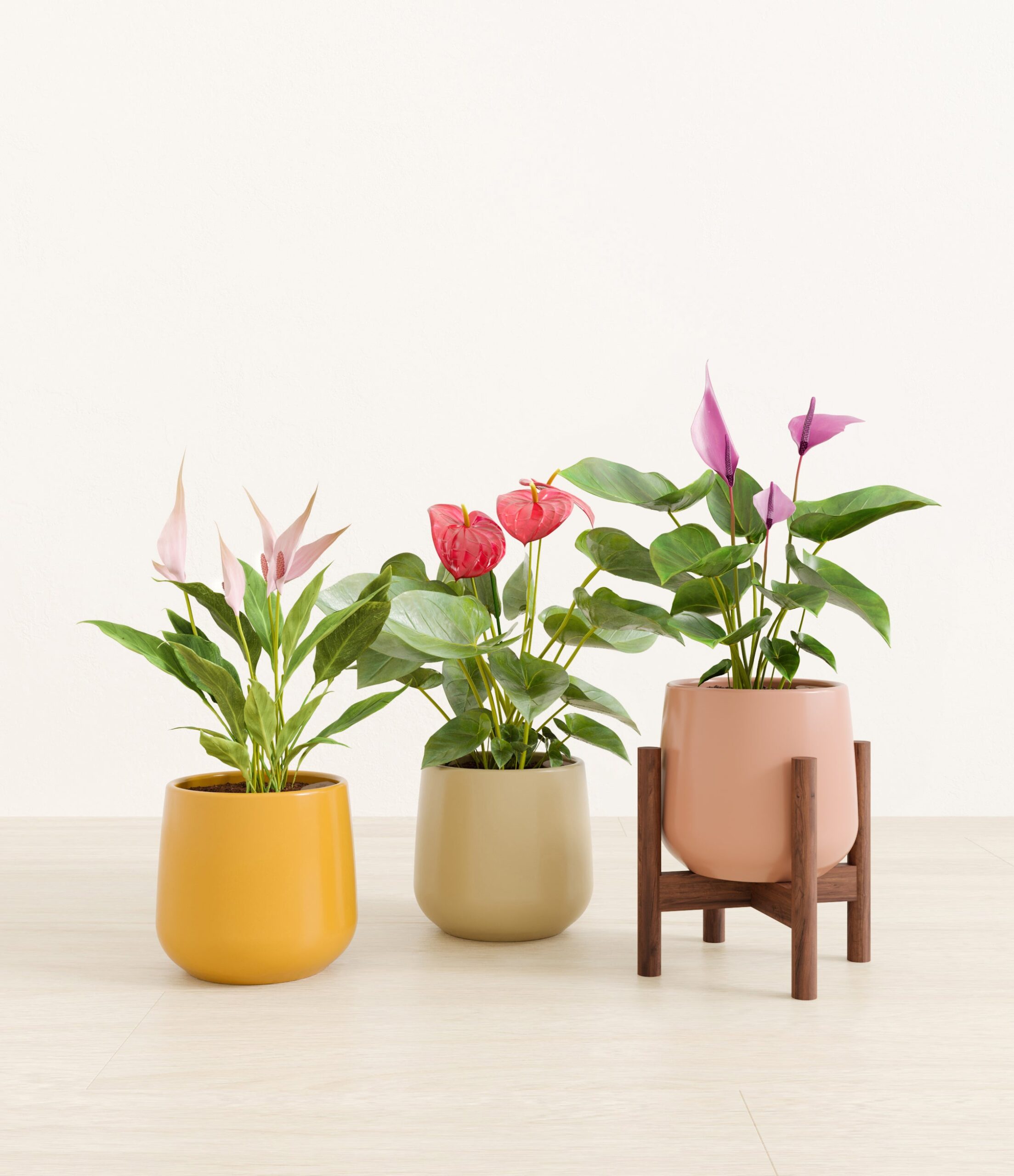 3_flowering_plants_studio_evening_sky_stand.jpg