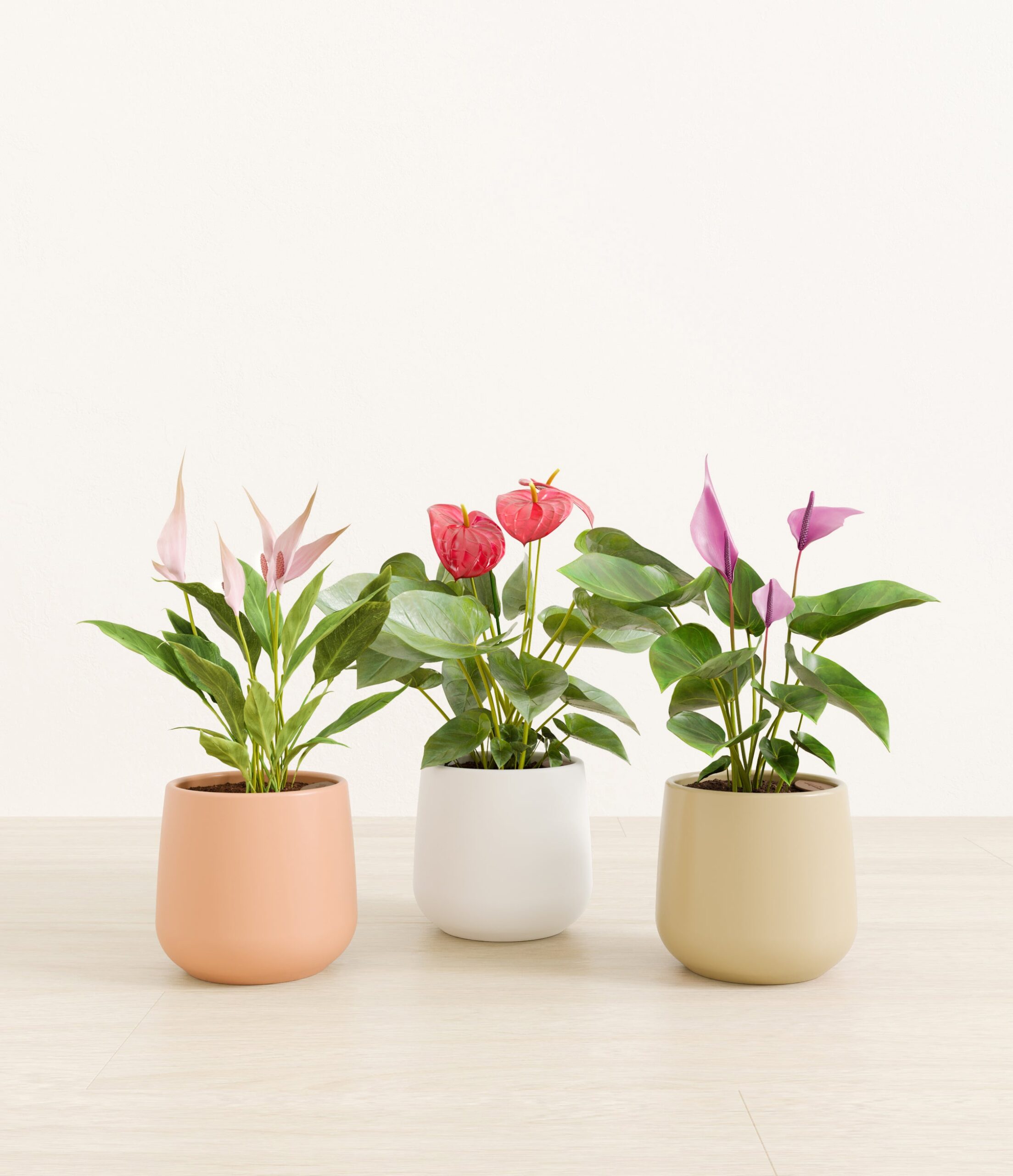 3_flowering_plants_studio_sandy.jpg