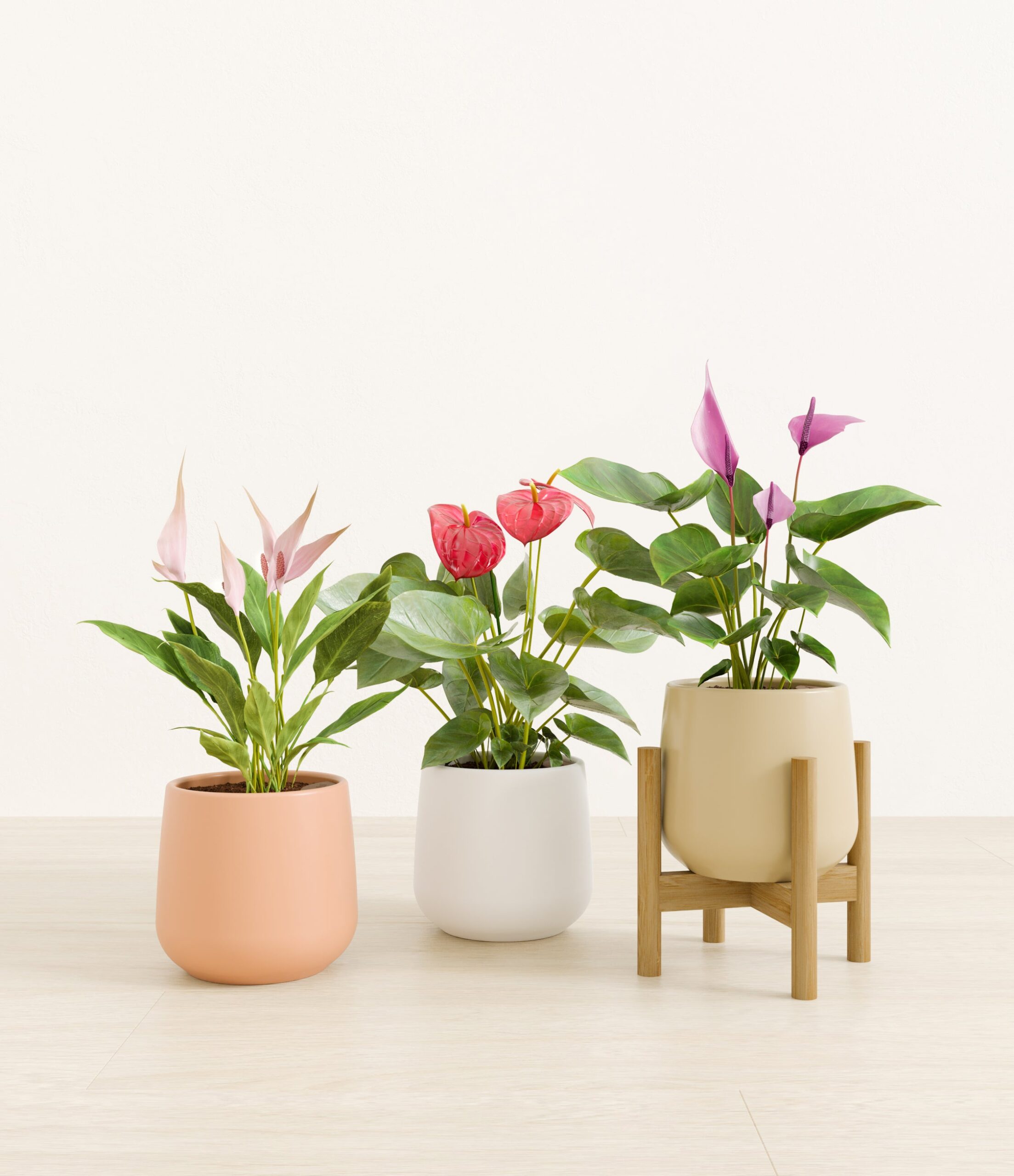 3_flowering_plants_studio_sandy_stand.jpg