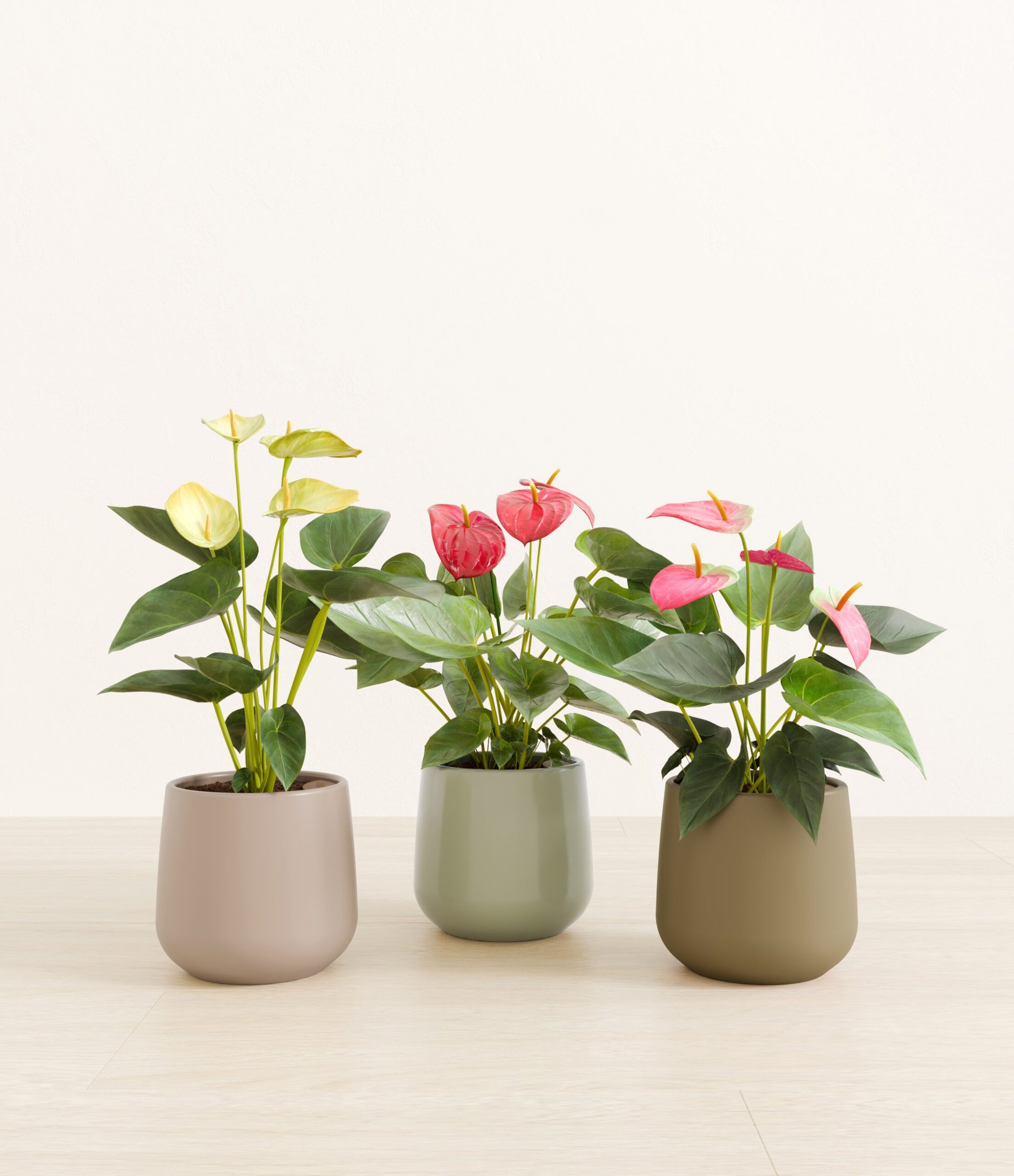 3_flowering_plants_studio_sub_earthy_d4b804e7-8b3c-4f19-bd71-92ec9b8f5541.jpg