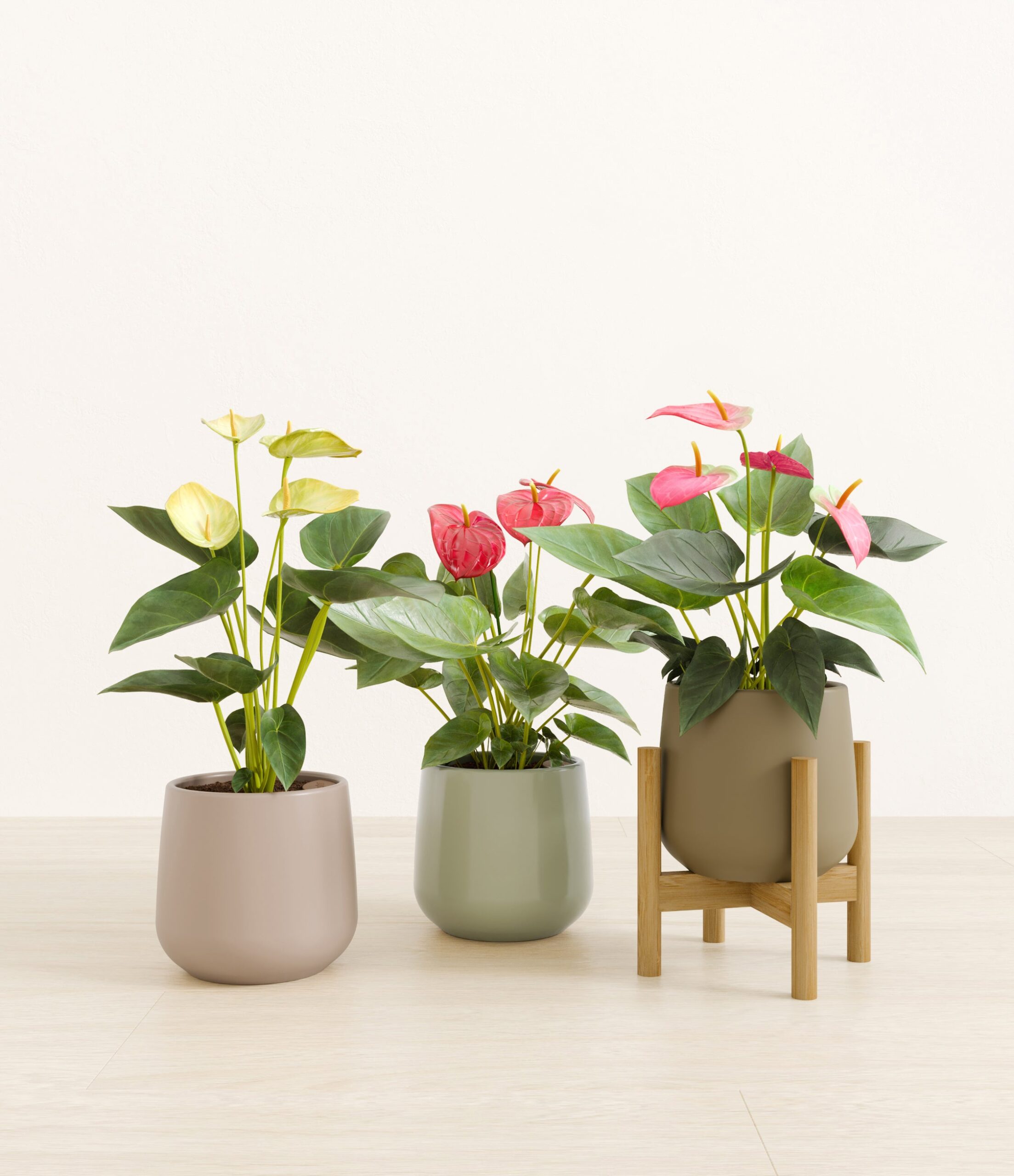 3_flowering_plants_studio_sub_earthy_stand_9d8d0999-cc64-433f-ba0c-6a7535a841de.jpg