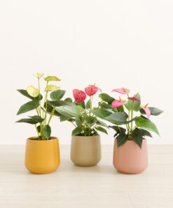 Blooming Trifecta