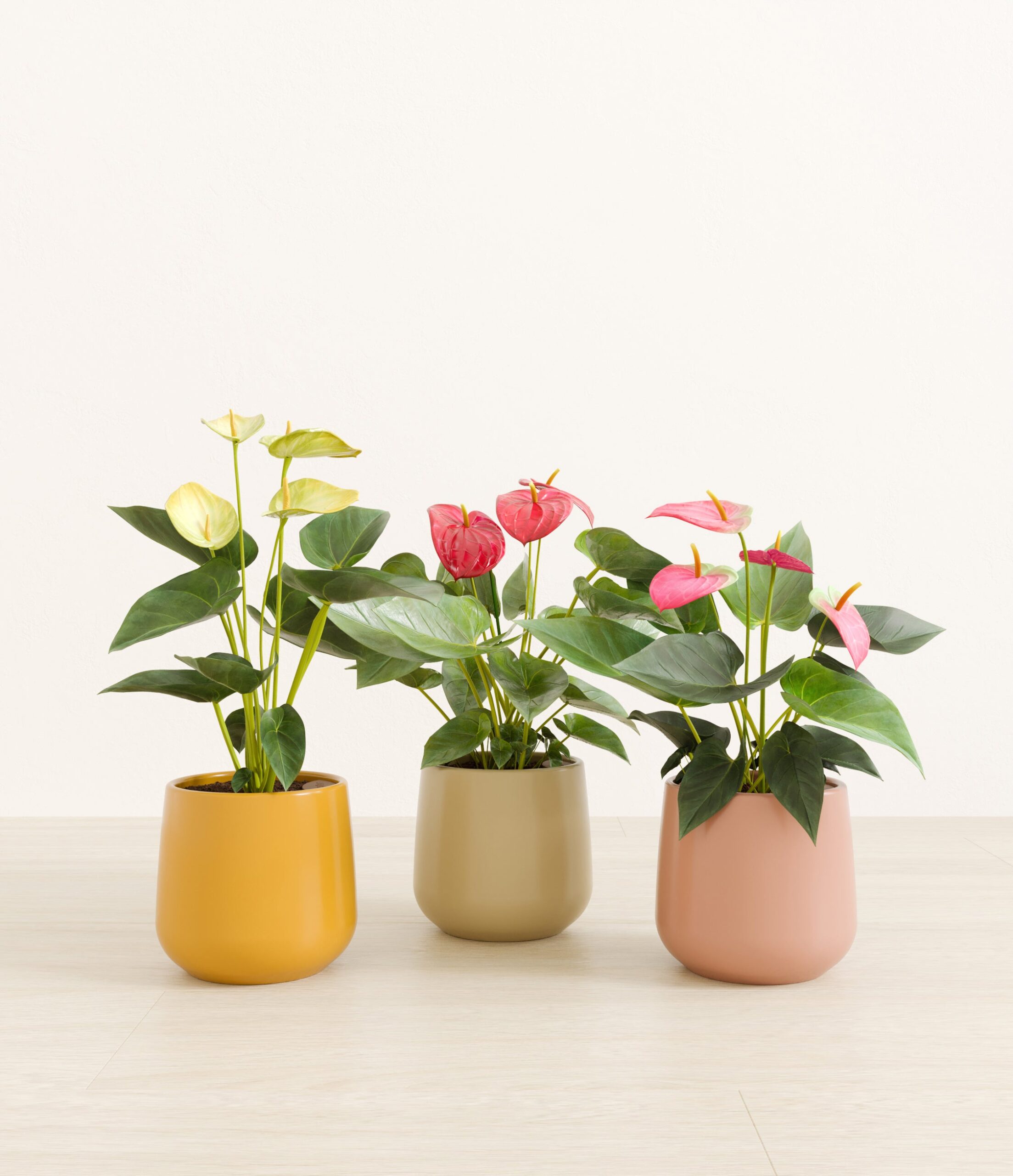 3_flowering_plants_studio_sub_evening_sky_aa2a7dc2-5f6a-4fb9-8d30-79c299dd6a67.jpg