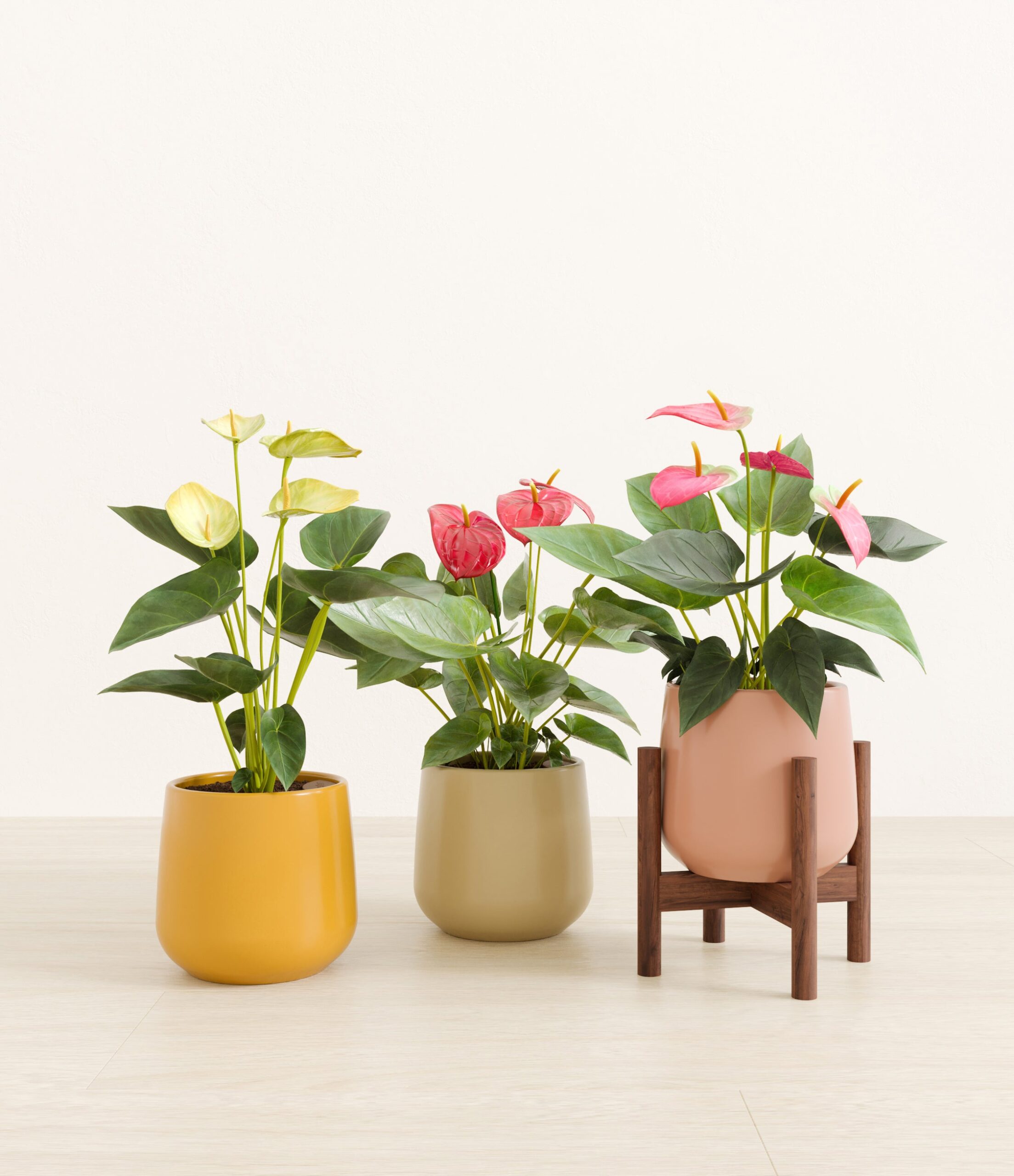 3_flowering_plants_studio_sub_evening_sky_stand_4abebfbd-c316-4491-a021-2103e4b47697.jpg