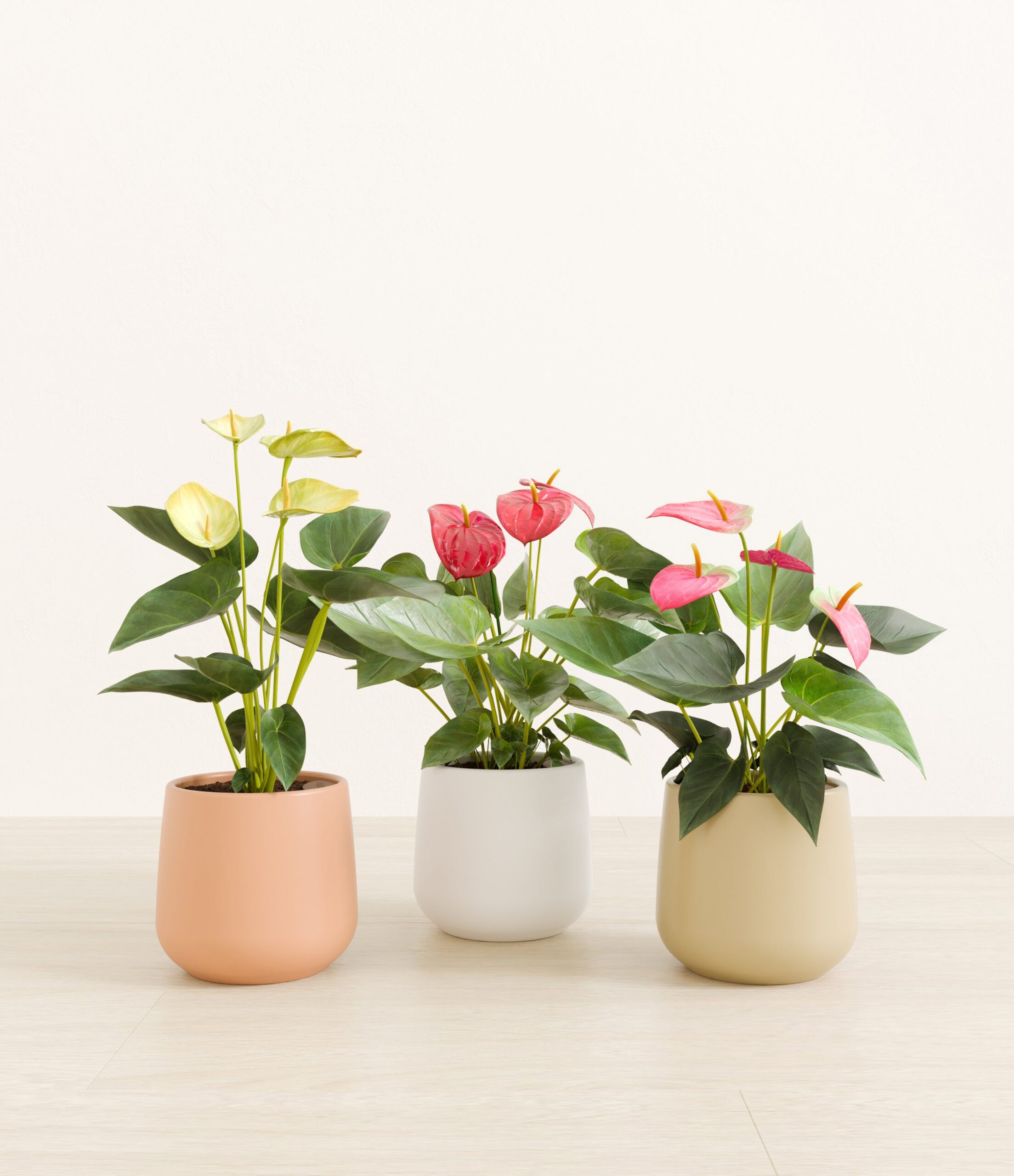 3_flowering_plants_studio_sub_sandy_02c4cb83-d53c-4ffa-8169-a7d0b9c81026.jpg