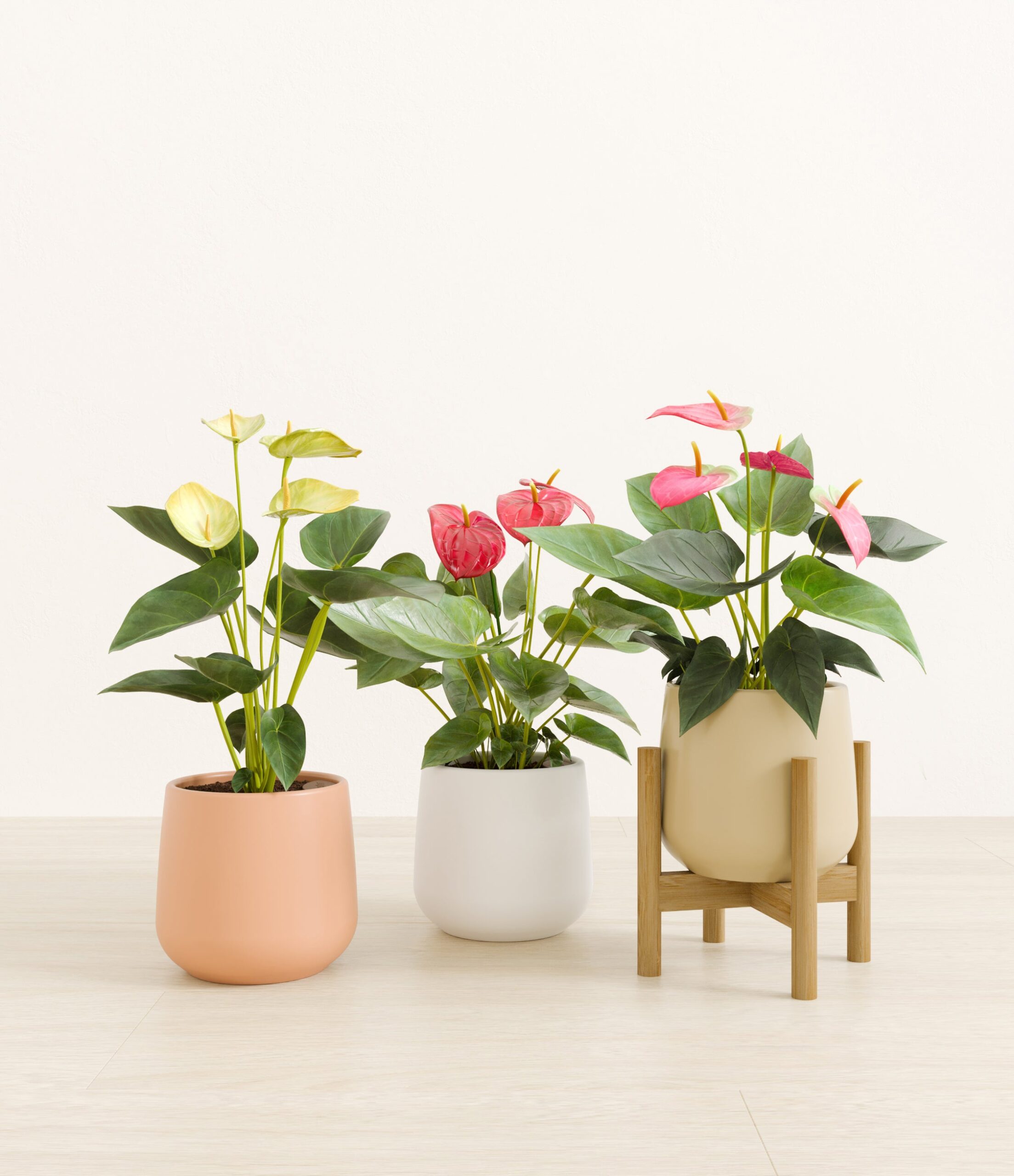 3_flowering_plants_studio_sub_sandy_stand_56bc18b9-f7b0-4c58-8c01-86681494e501.jpg