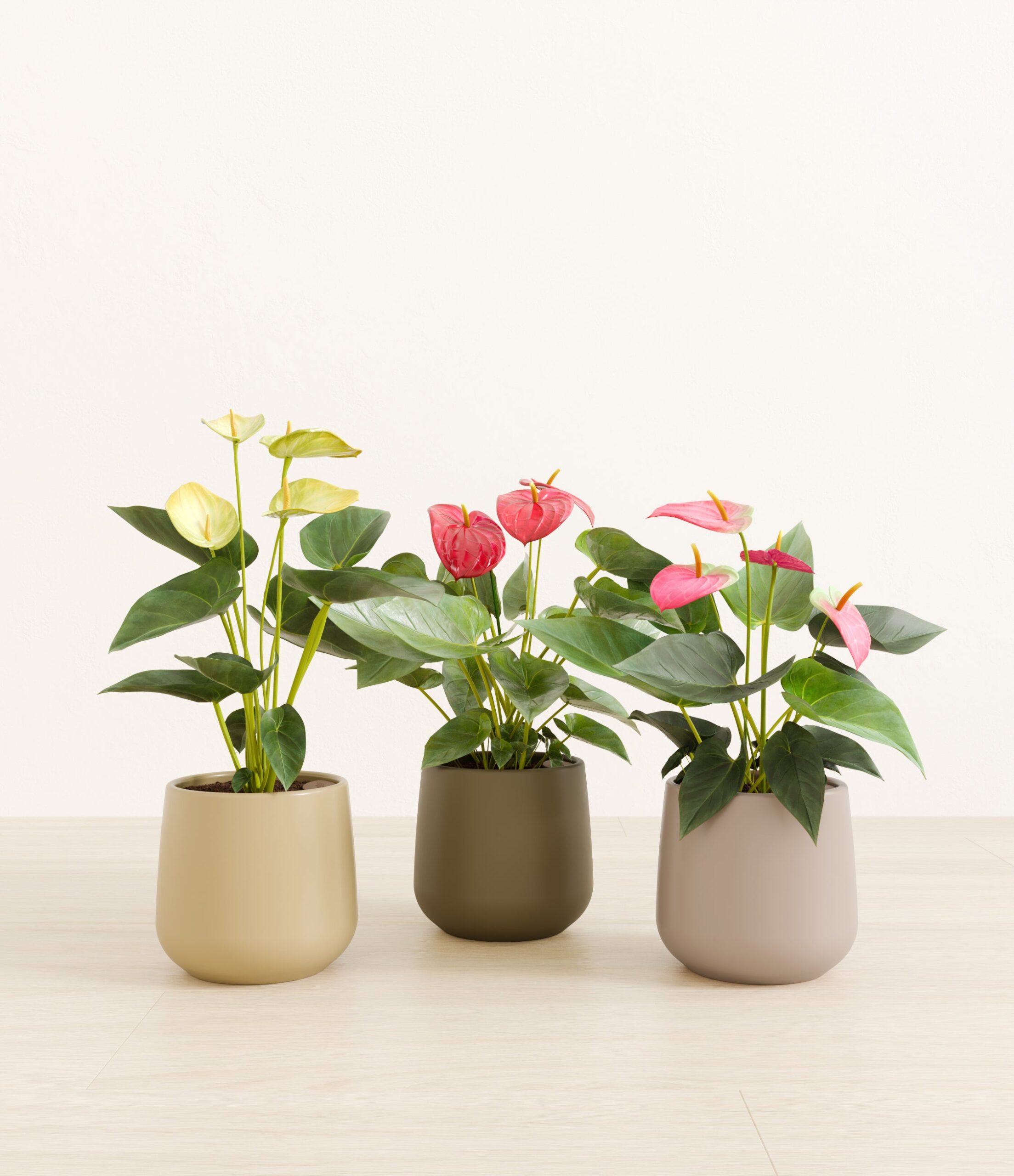 3_flowering_plants_studio_sub_woodland_b03e2672-cdbf-47b6-b2f1-17cf0855bcb0.jpg