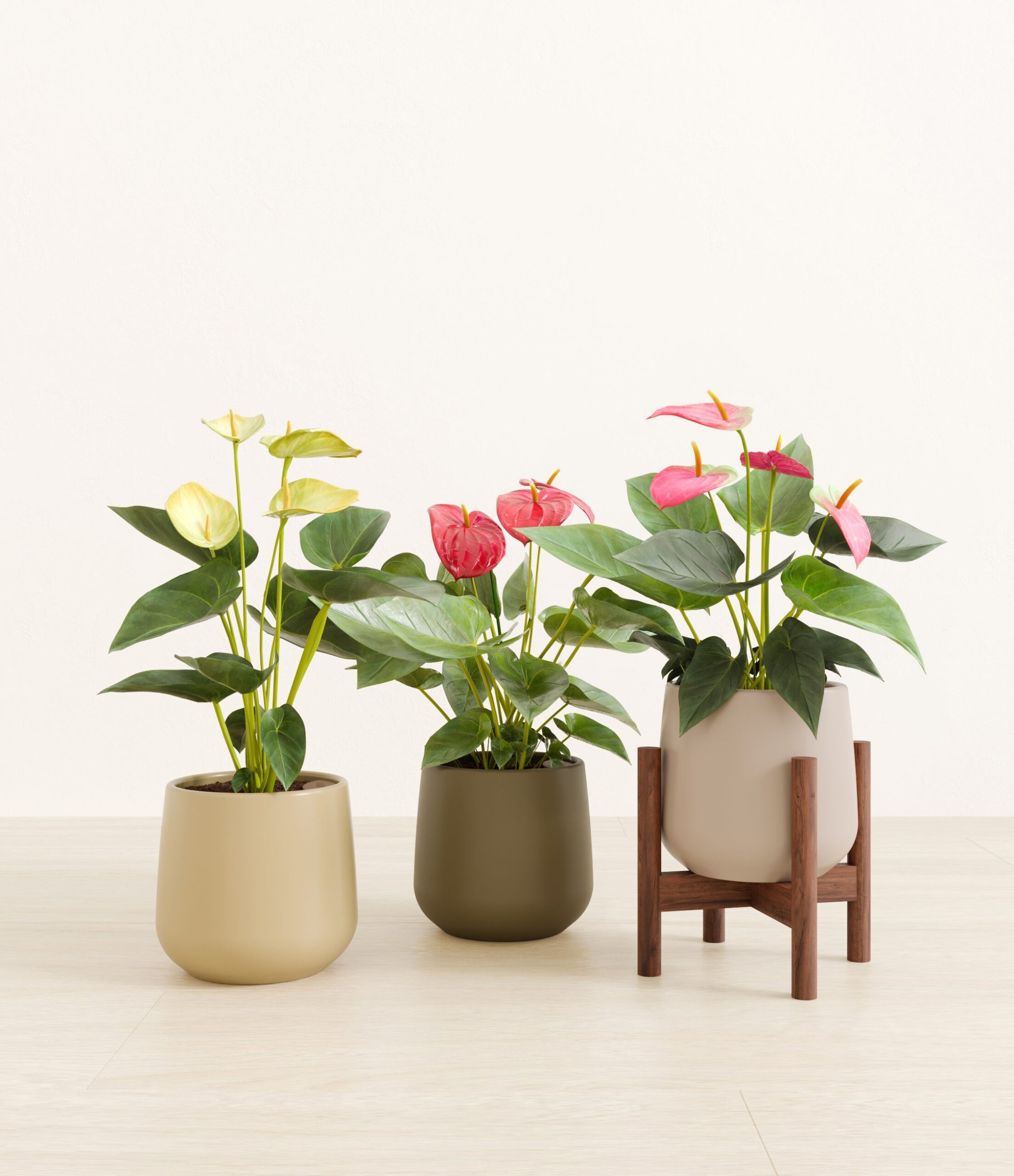 3_flowering_plants_studio_sub_woodland_stand_b23dac9b-31f5-484a-88f5-8db4558ff7ce.jpg