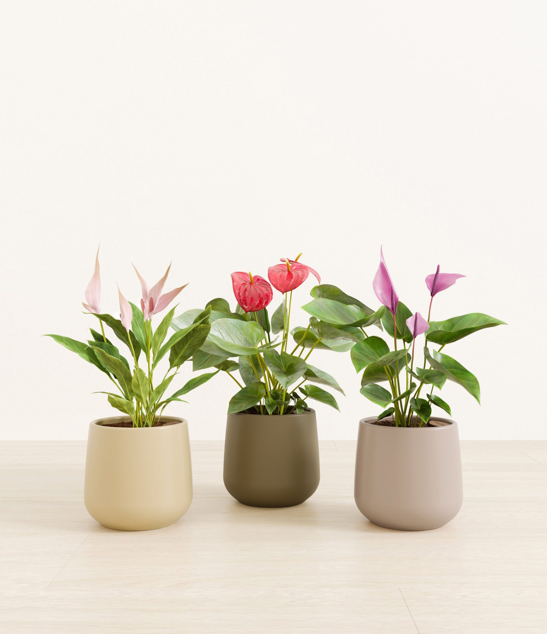 3_flowering_plants_studio_woodland.jpg