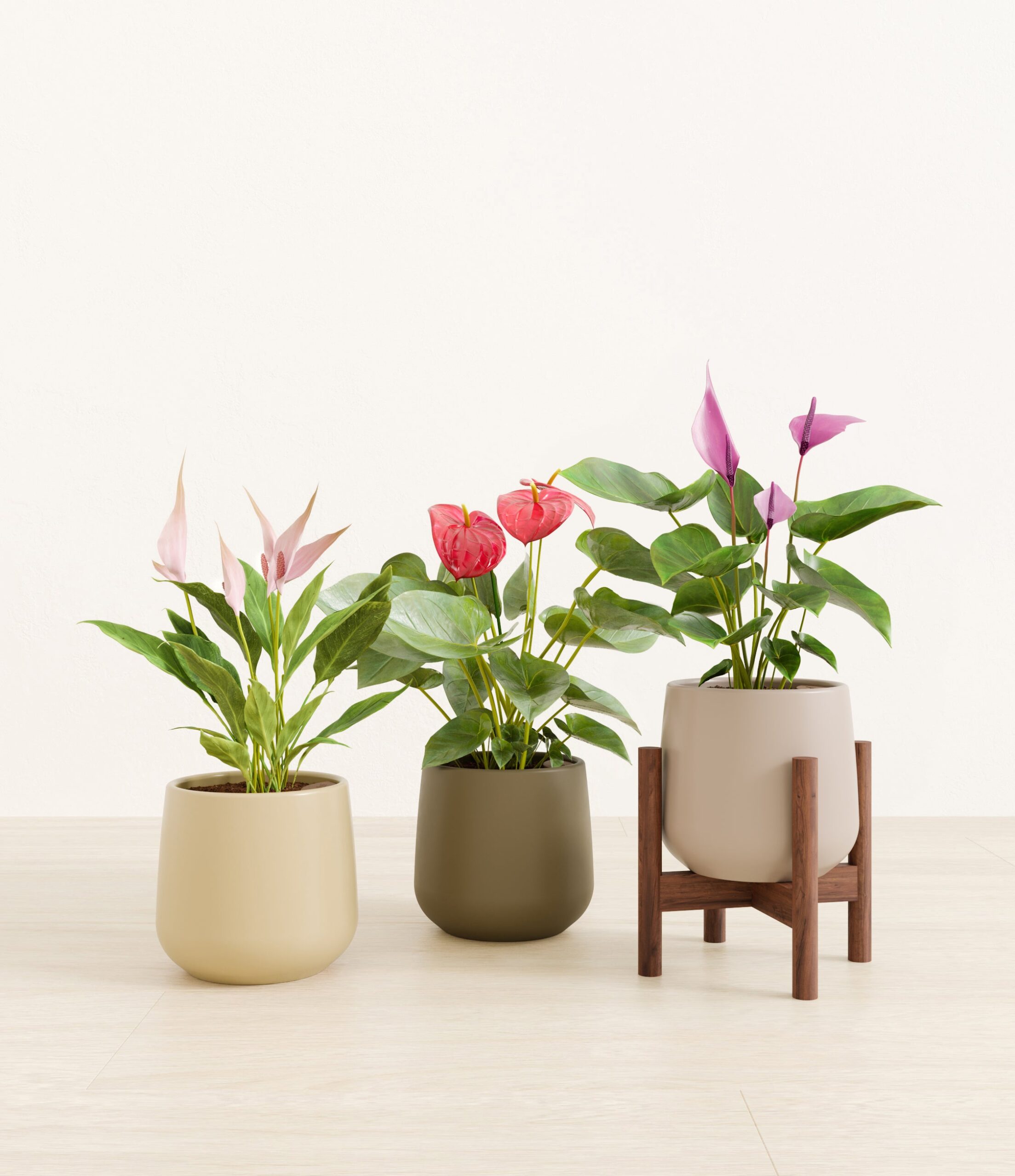 3_flowering_plants_studio_woodland_stand.jpg