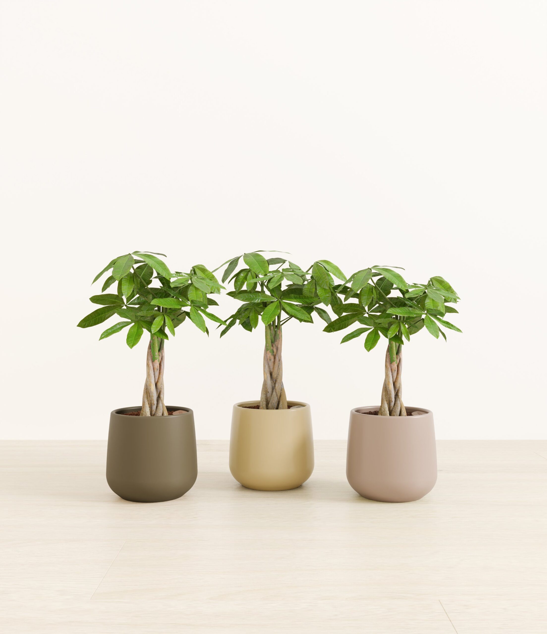 550165_studio_Woodland.jpg