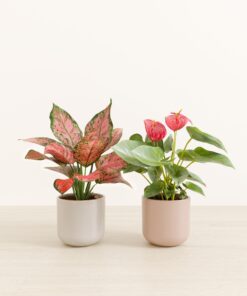 The Passionate Pair