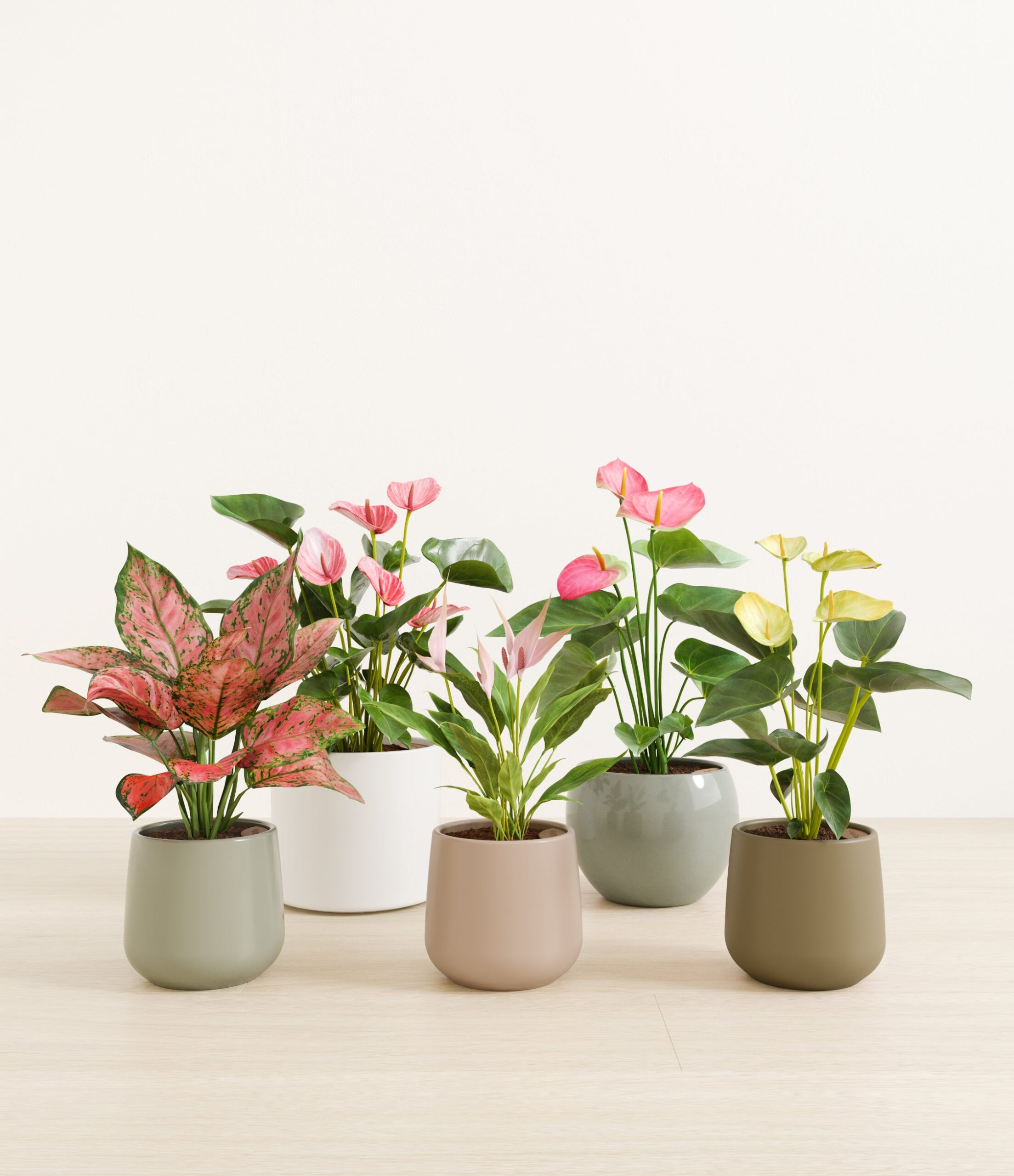 5_flowering_plants_studio_earthy.jpg