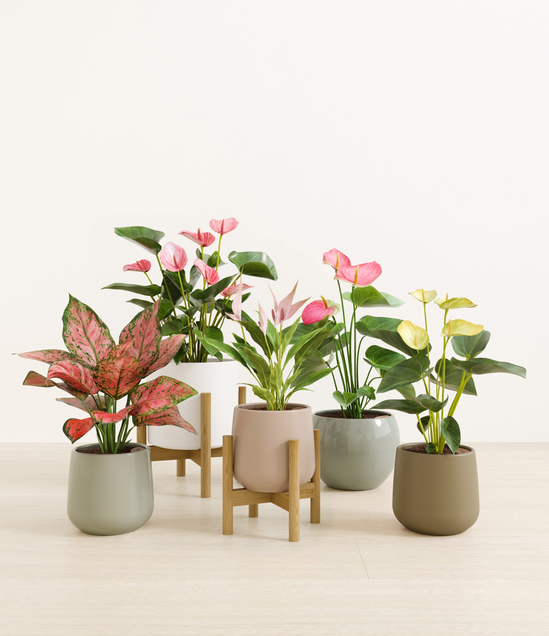 5_flowering_plants_studio_earthy_stand.jpg