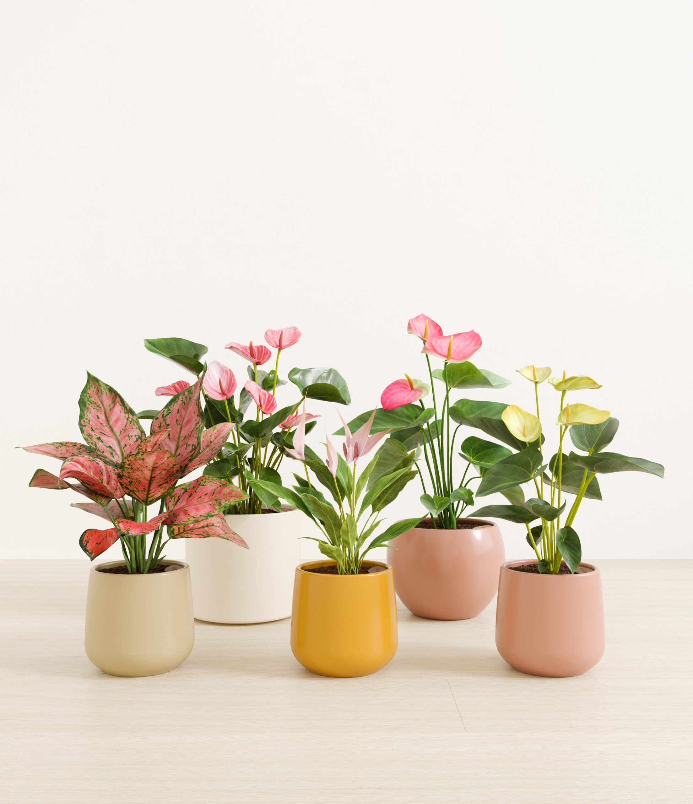 5_flowering_plants_studio_evening_sky.jpg