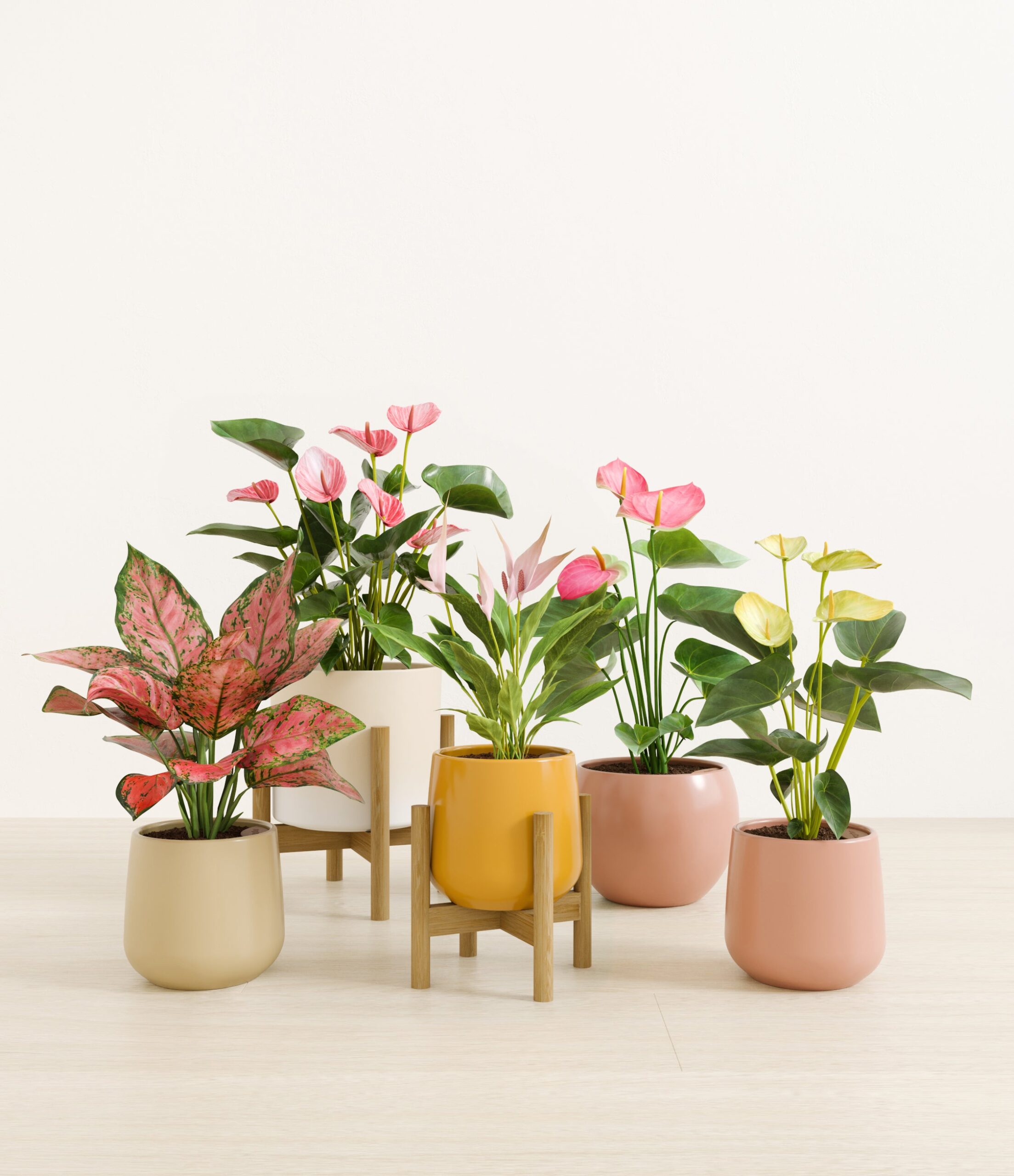 5_flowering_plants_studio_evening_sky_stand.jpg