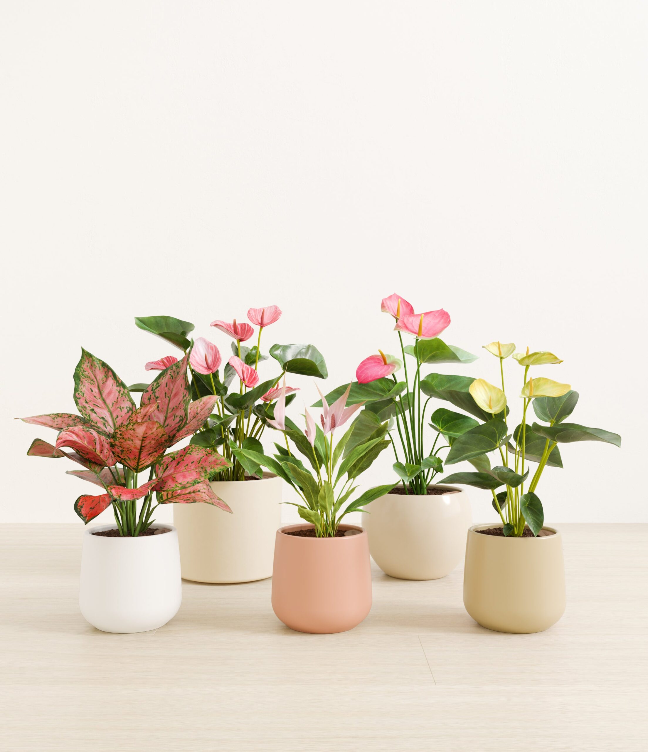 5_flowering_plants_studio_sandy.jpg