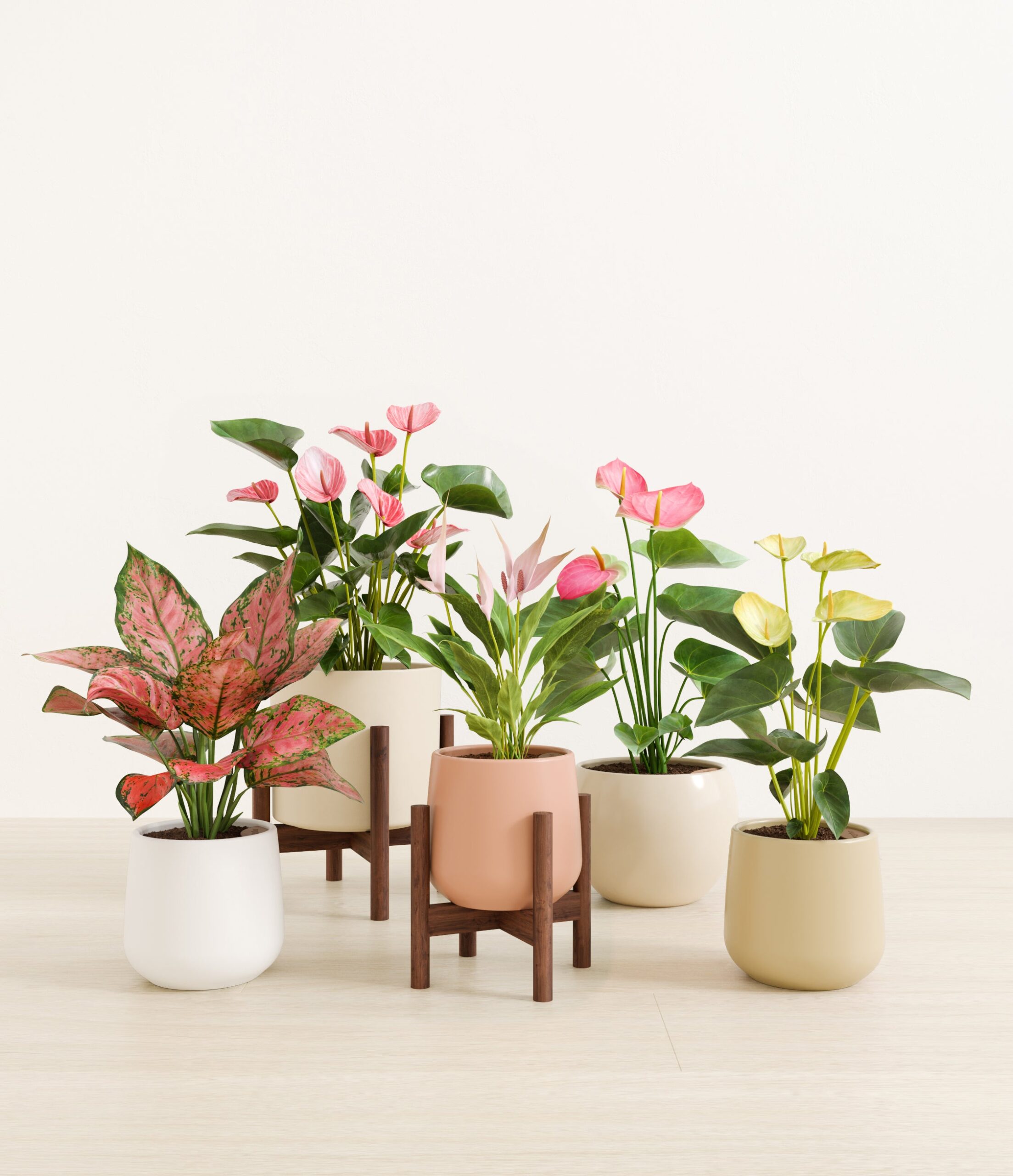 5_flowering_plants_studio_sandy_stand.jpg
