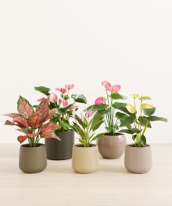 Petal Power