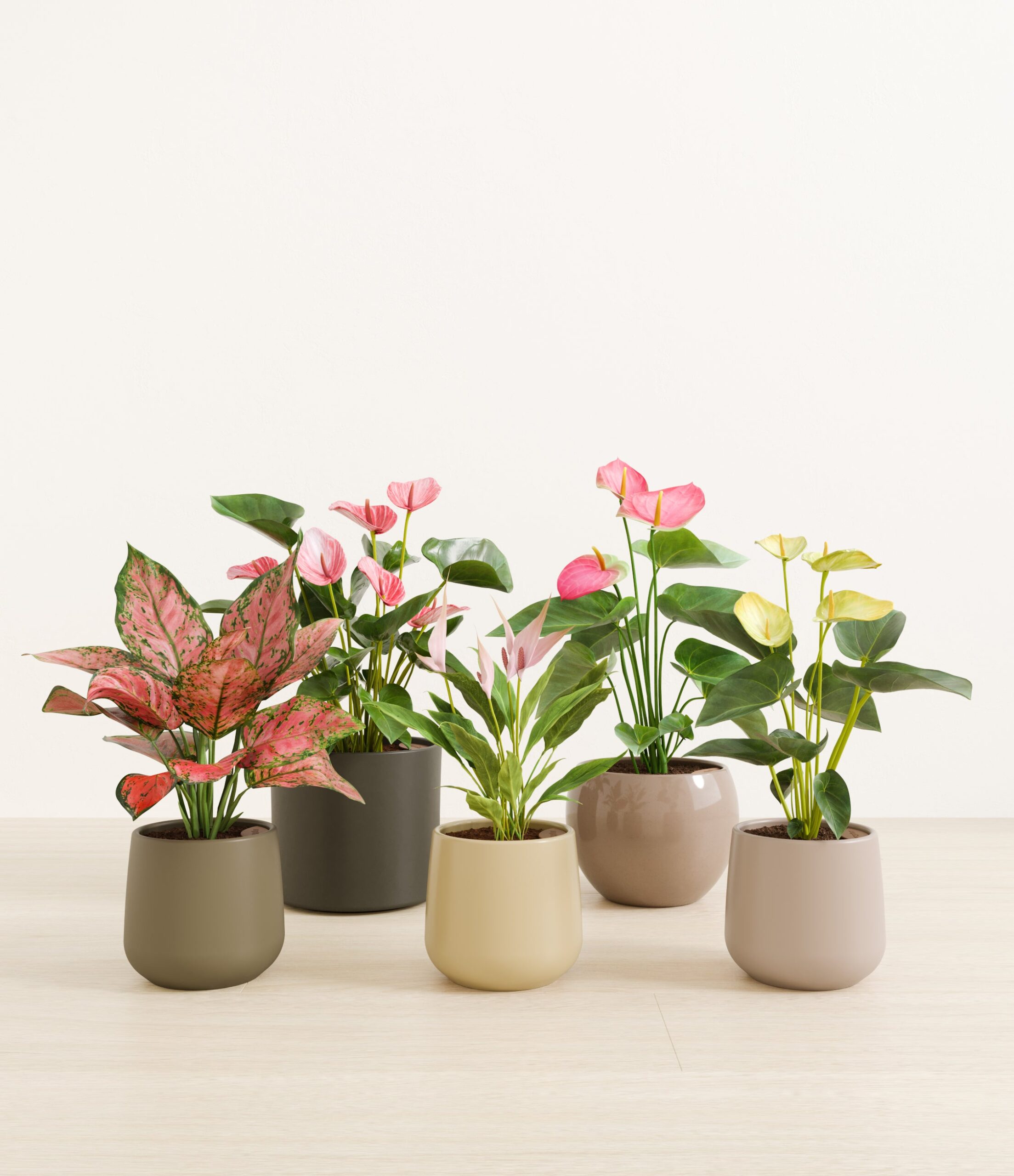 5_flowering_plants_studio_woodland.jpg