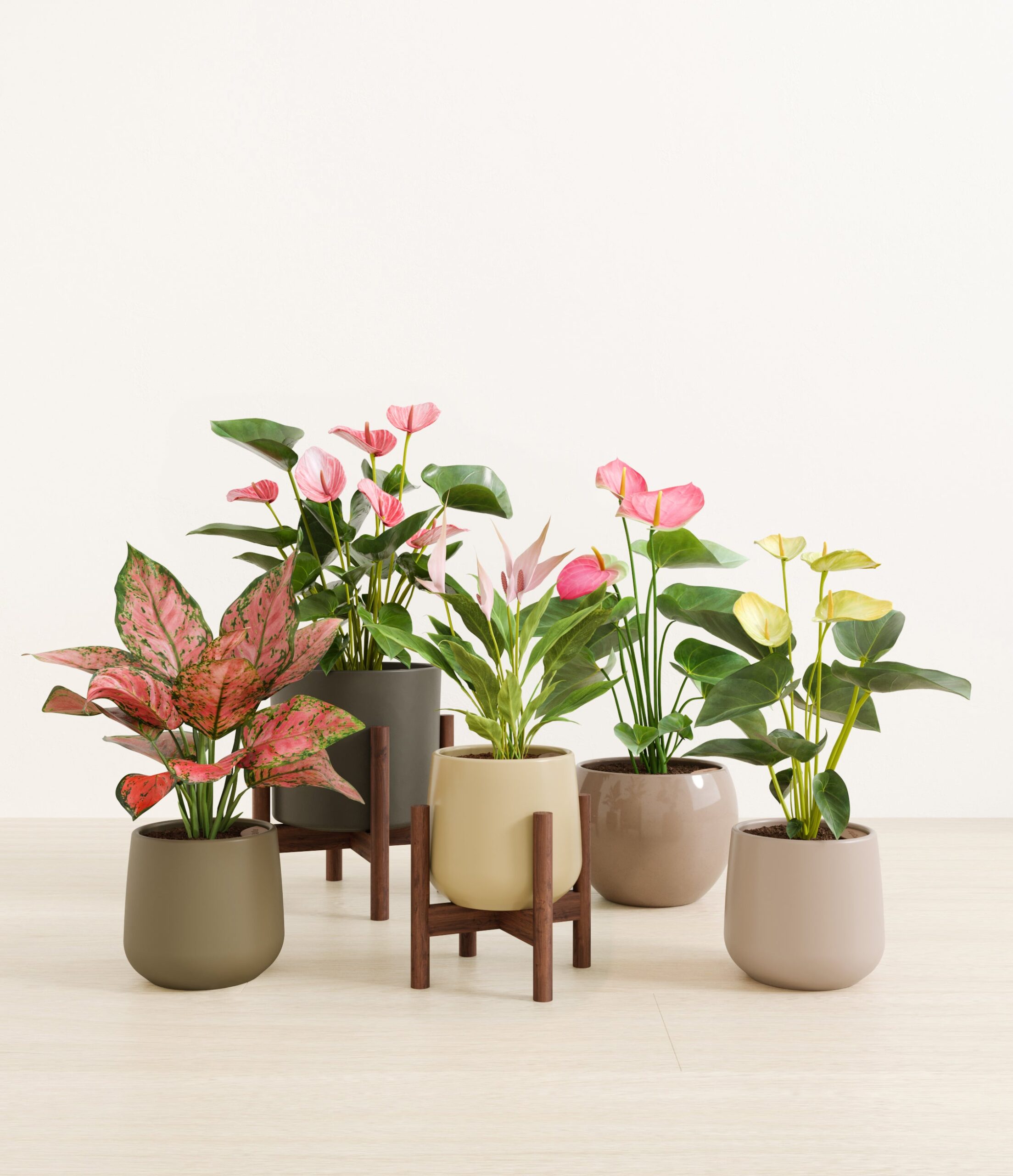 5_flowering_plants_studio_woodland_stand.jpg