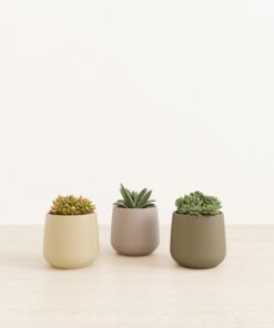 Succulent Serenity