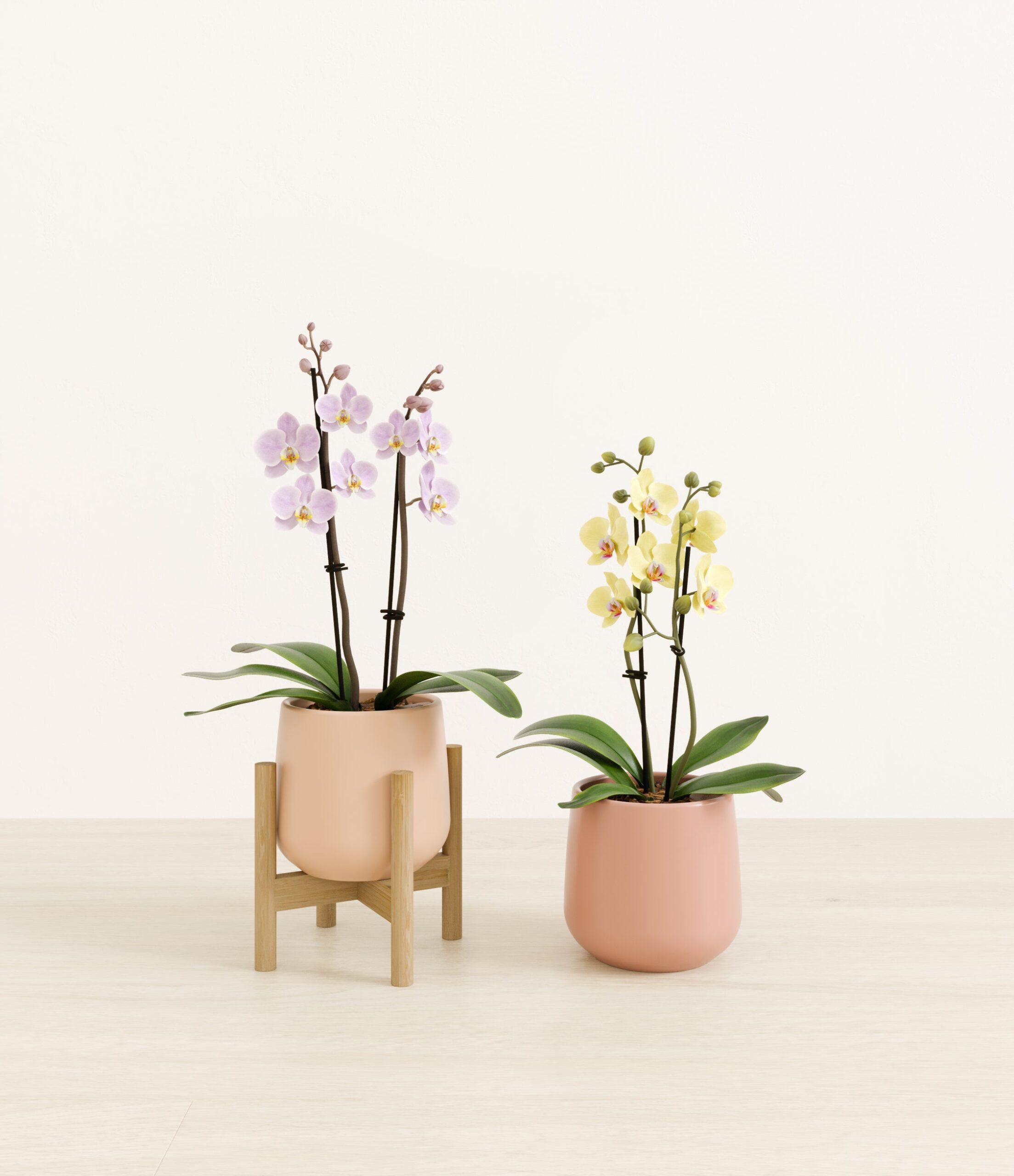 643947_studio_Blush_Sands_1_stands.jpg