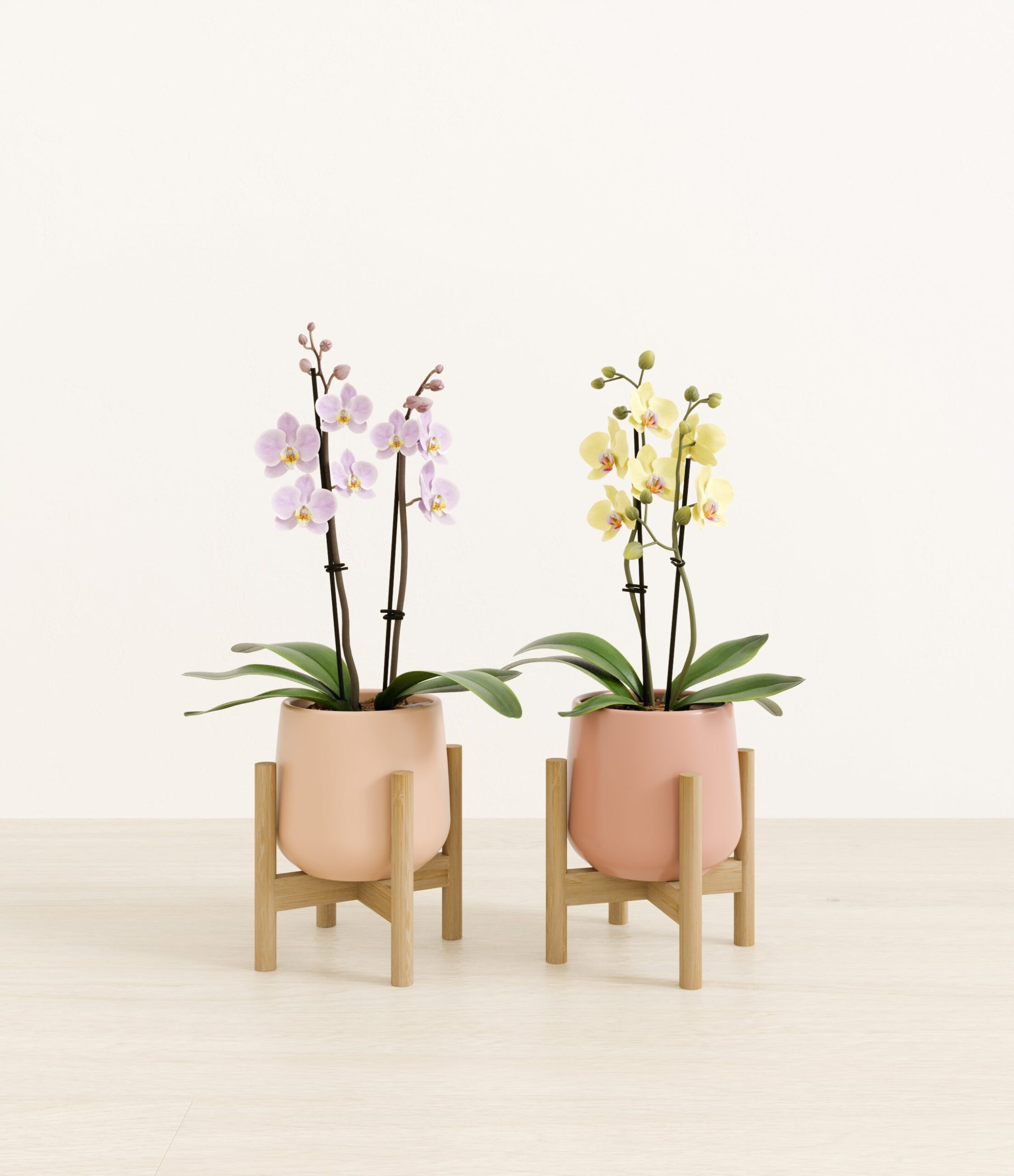 643947_studio_Blush_Sands_2_stands.jpg
