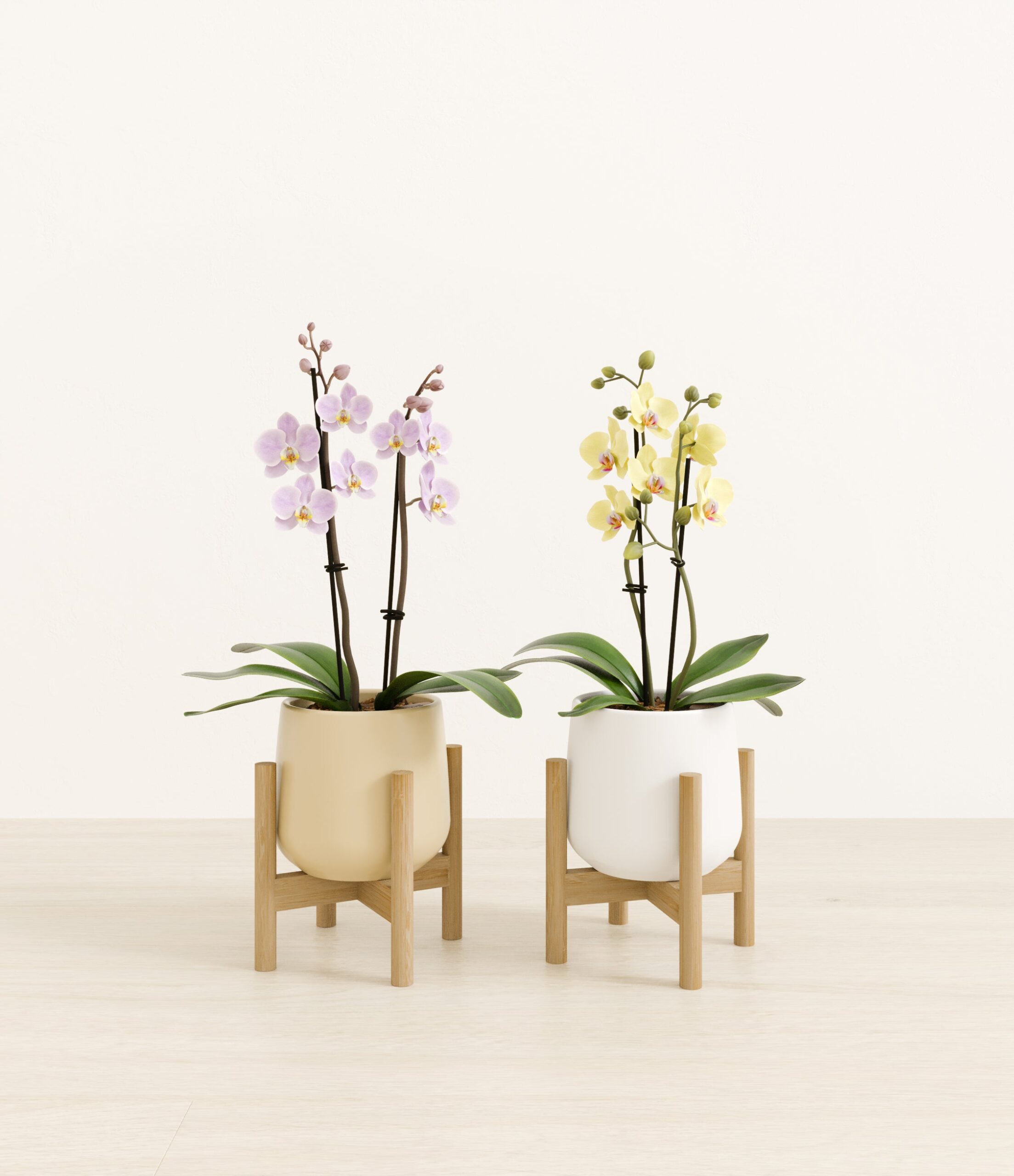 643947_studio_Buttercream_2_stands.jpg