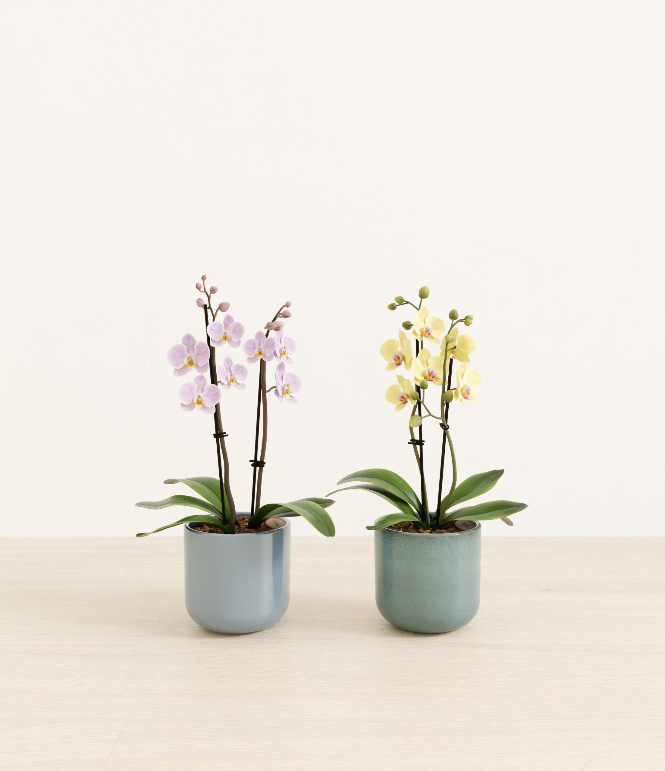 643947_studio_Frosted_Meadow_0_stands.jpg