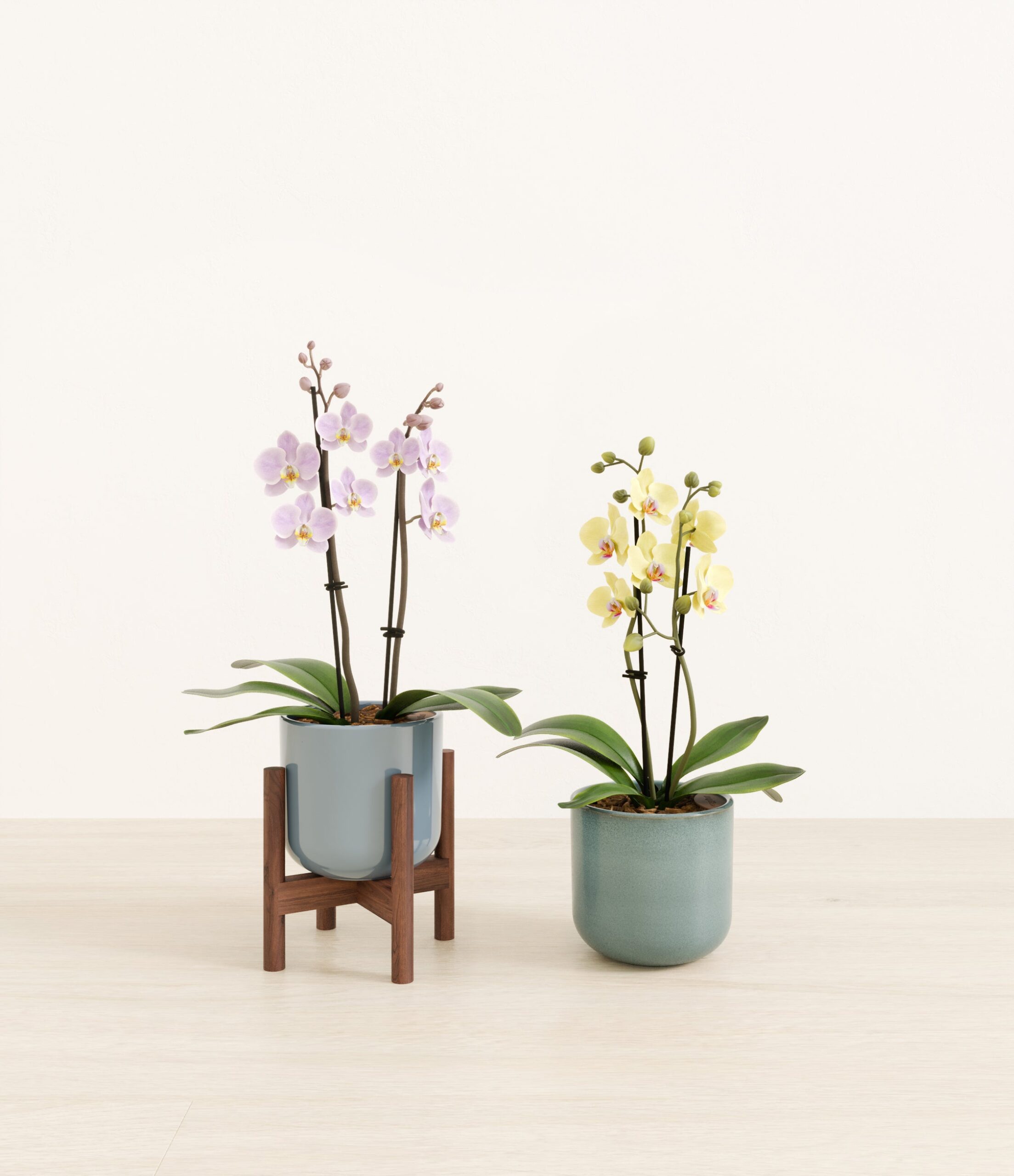 643947_studio_Frosted_Meadow_1_stands.jpg