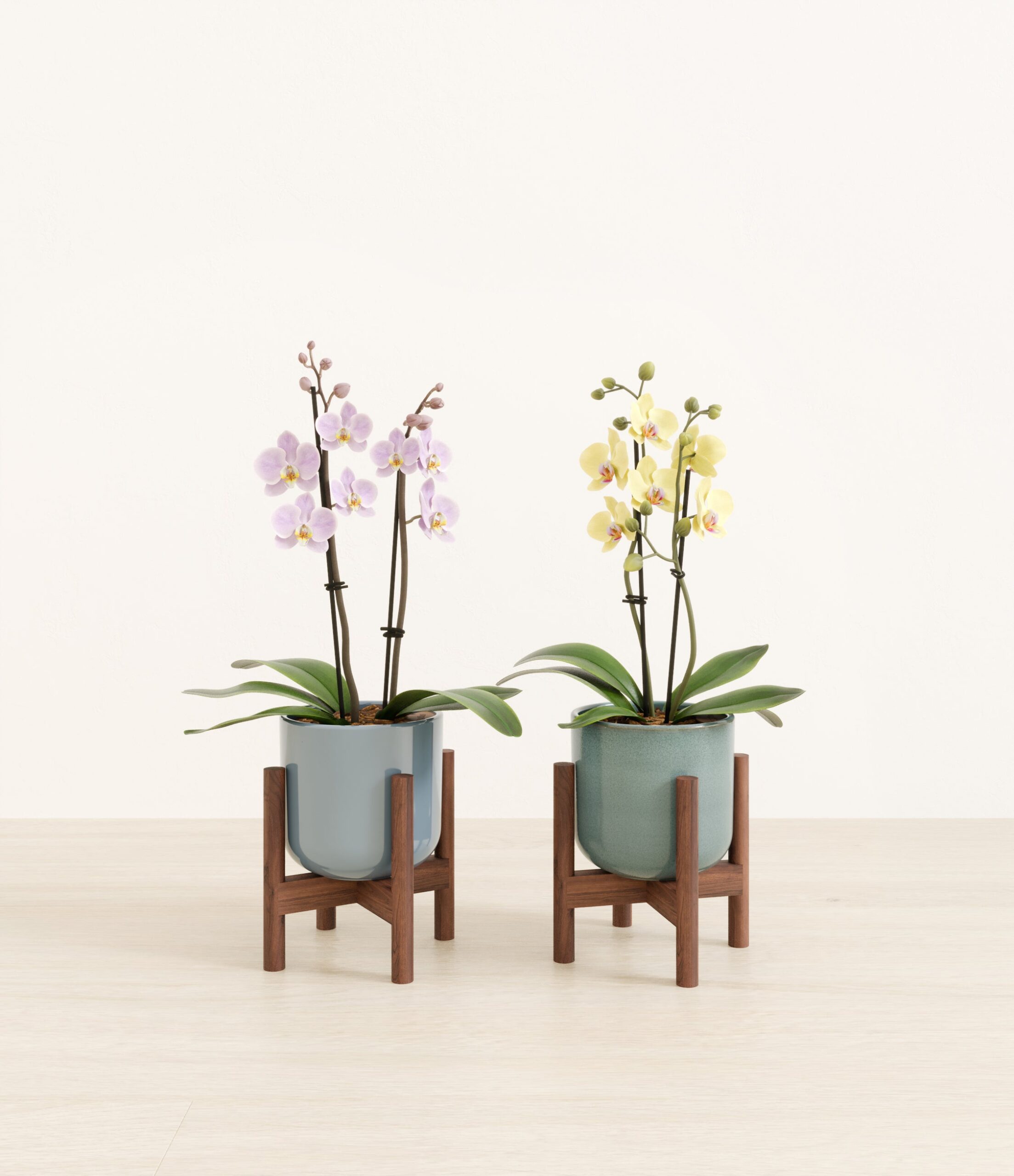 643947_studio_Frosted_Meadow_2_stands.jpg
