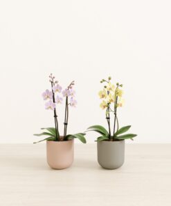 Petal Harmony